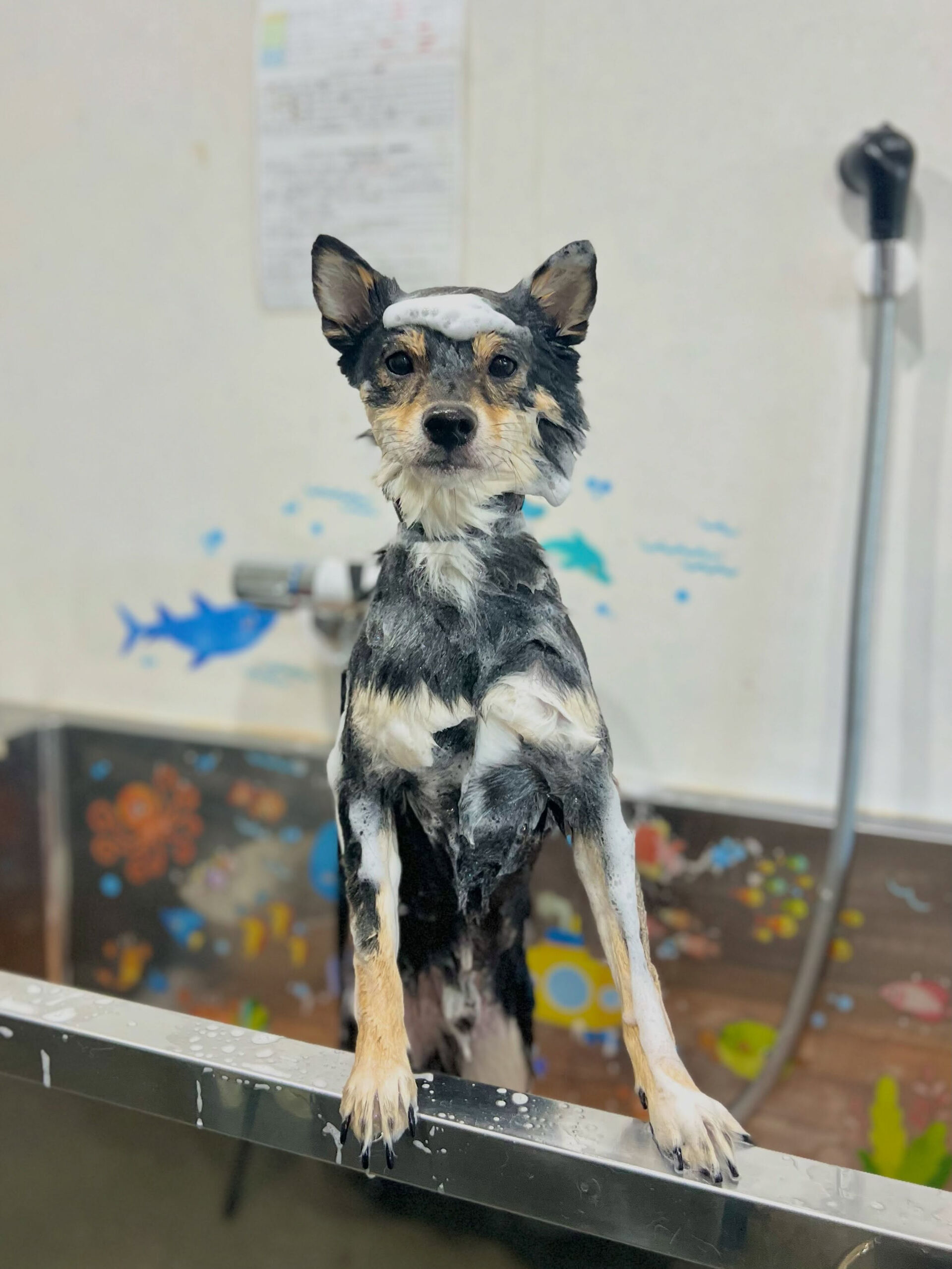 来店いただいた、柴犬の琥太郎くんです🐶✨