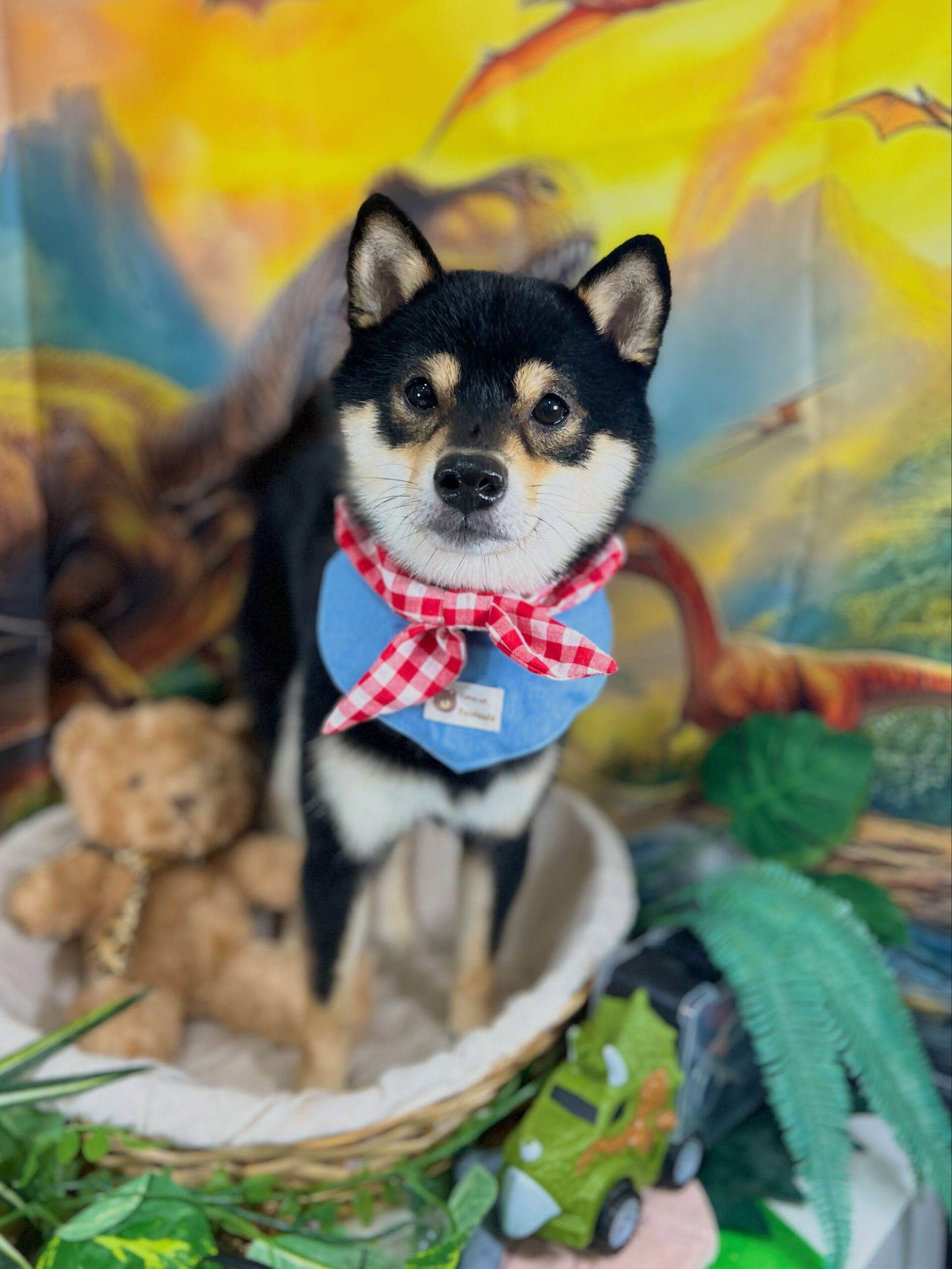 来店いただいた、柴犬の琥太郎くんです🐶✨