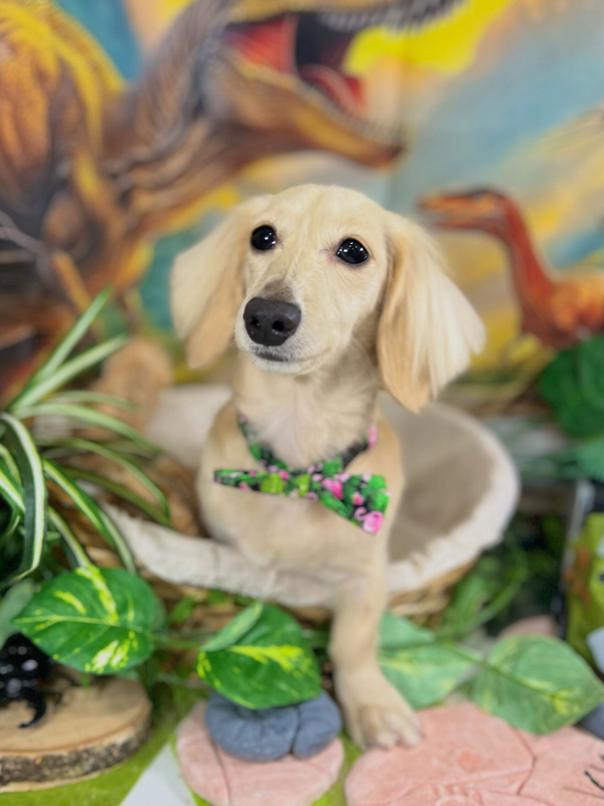 来店いただいた、ダックスのミルちゃんです🐶✨