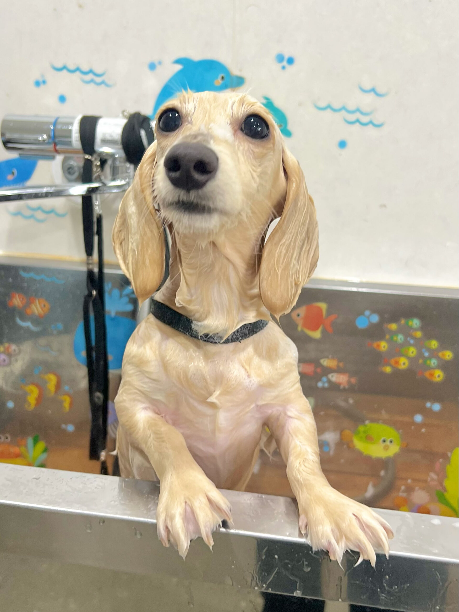 来店いただいた、ダックスのミルちゃんです🐶✨