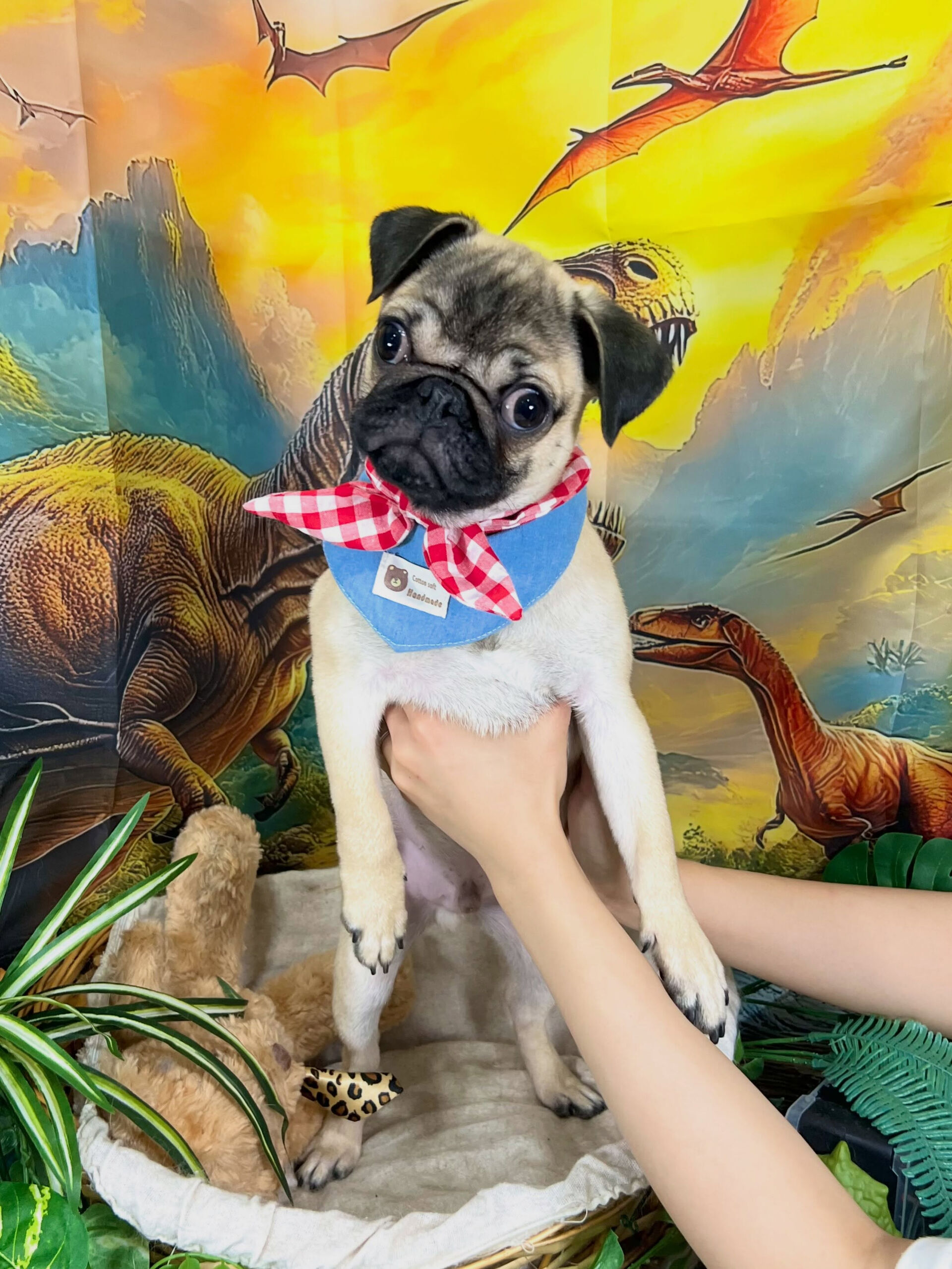 来店いただいた、パグの太郎くんです🐶✨
