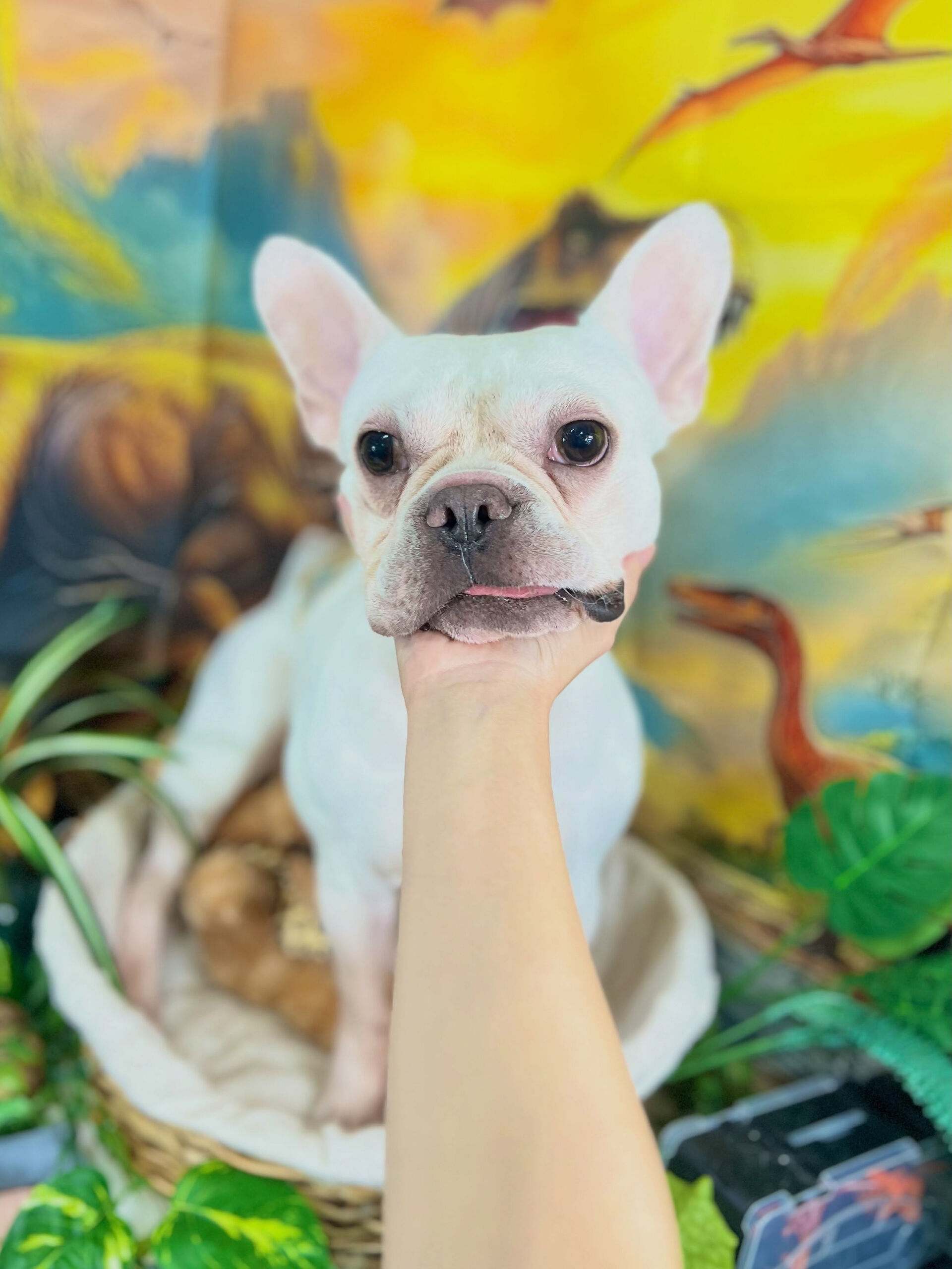 来店いただいた、フレブルの文太くんです🐶✨