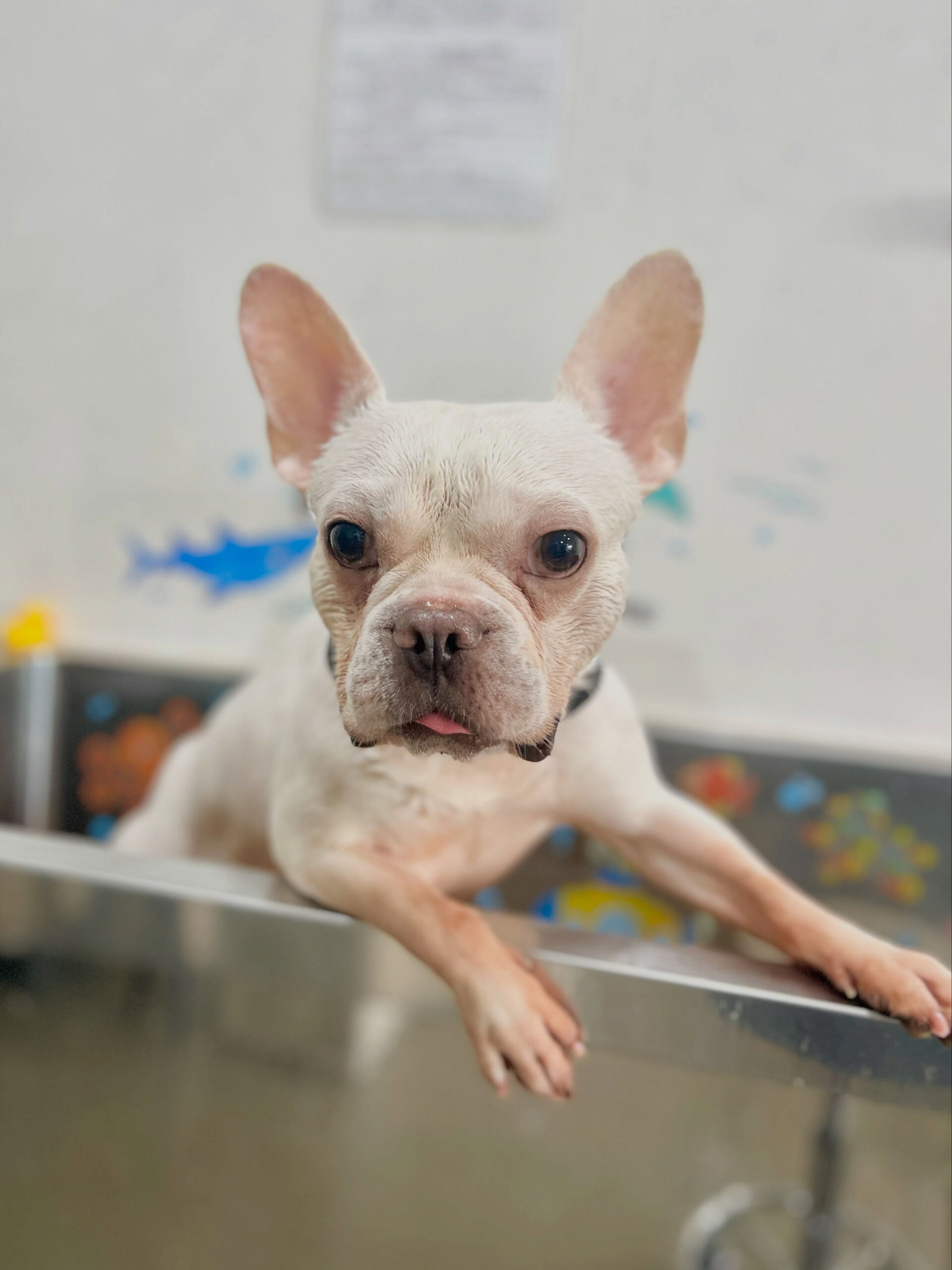 来店いただいた、フレブルの文太くんです🐶✨
