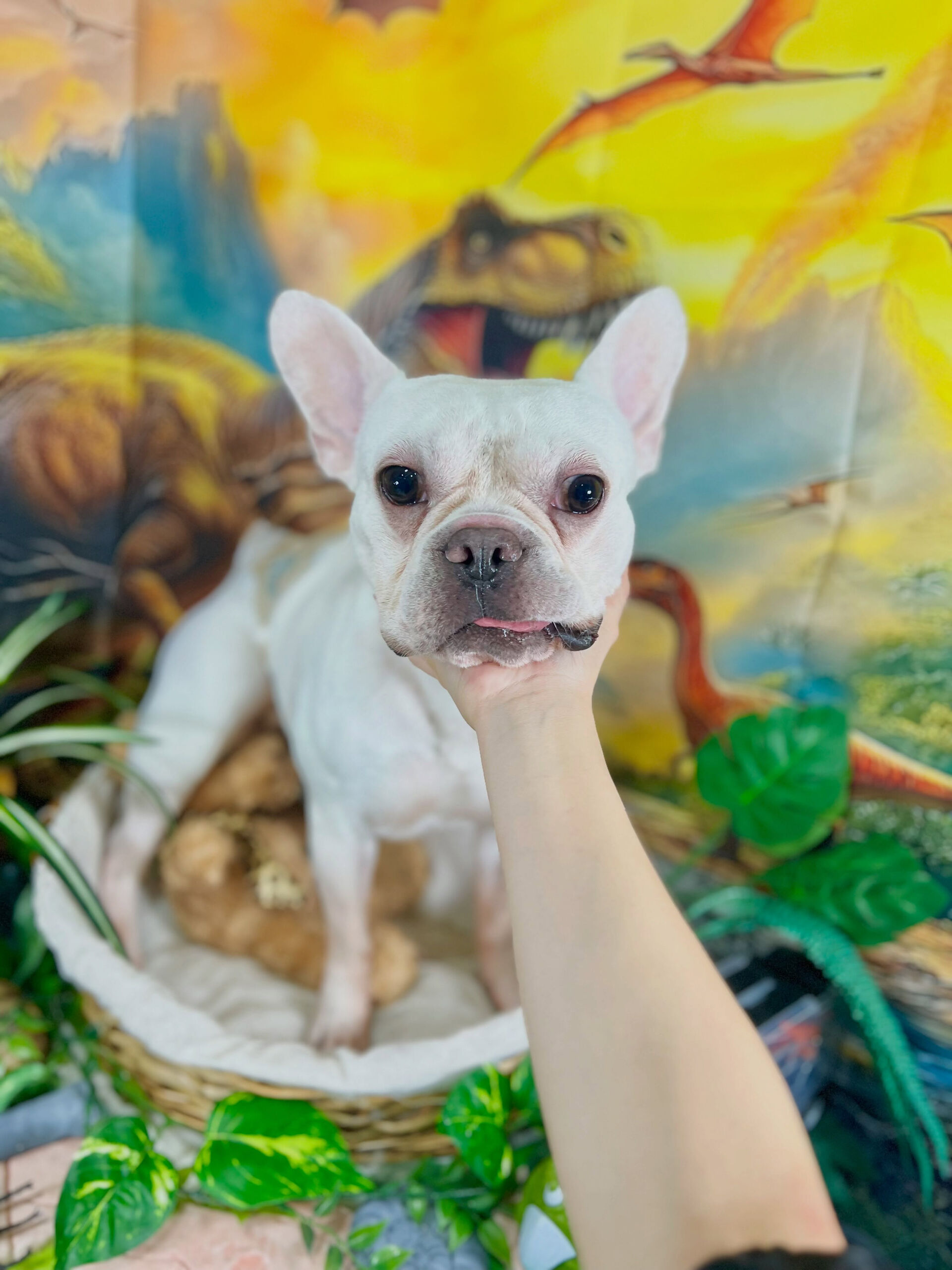 来店いただいた、フレブルの文太くんです🐶✨