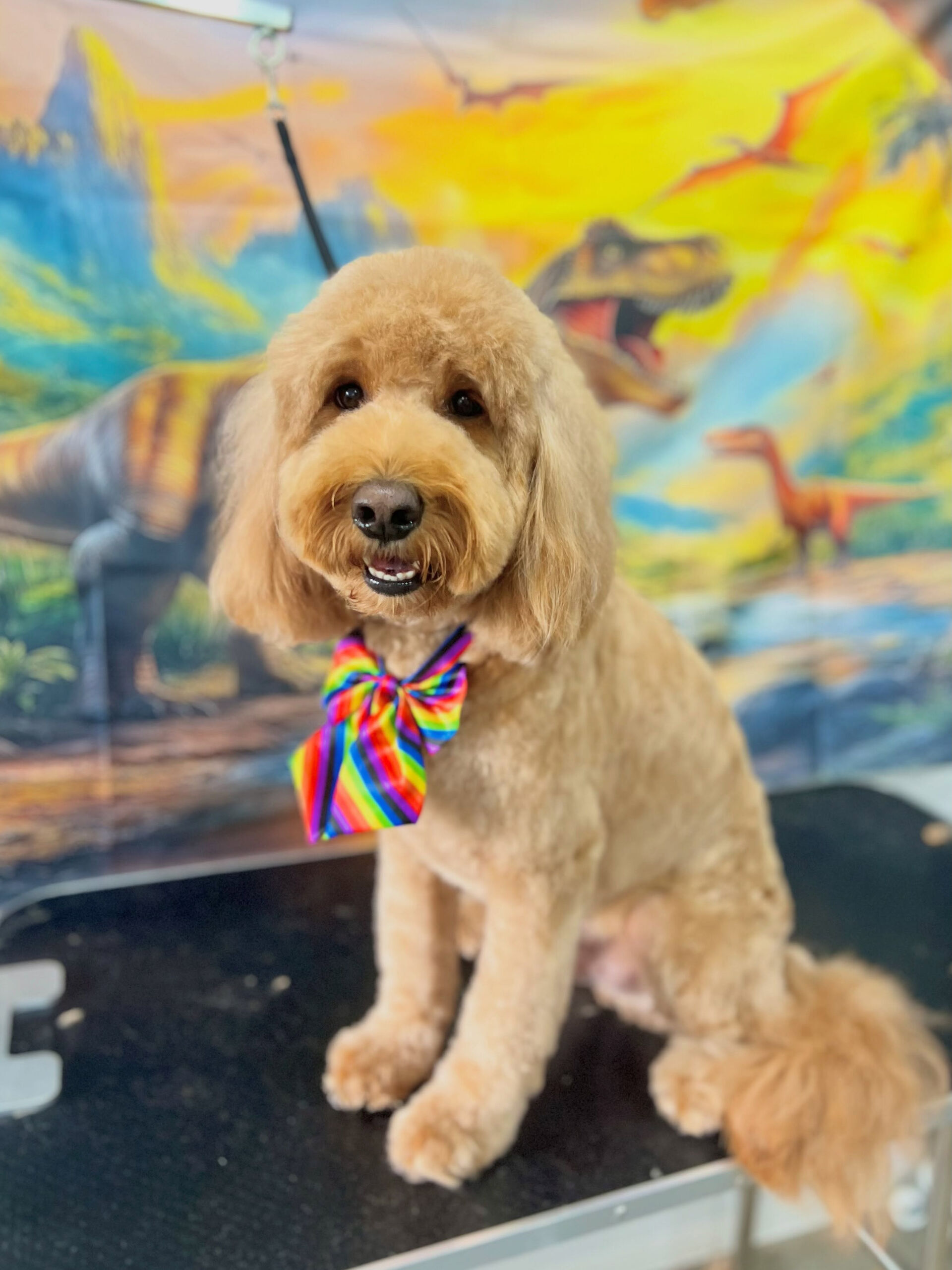 来店いただいた、ドゥードゥルのアンディくんです🐶✨