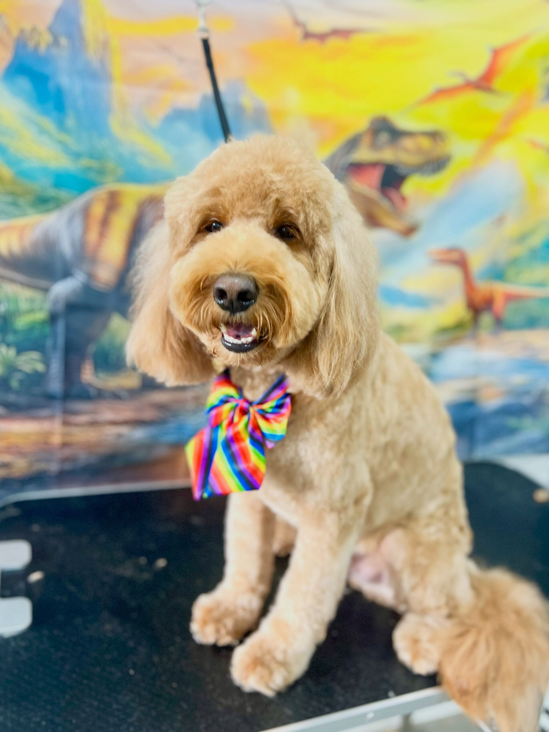 来店いただいた、ドゥードゥルのアンディくんです🐶✨