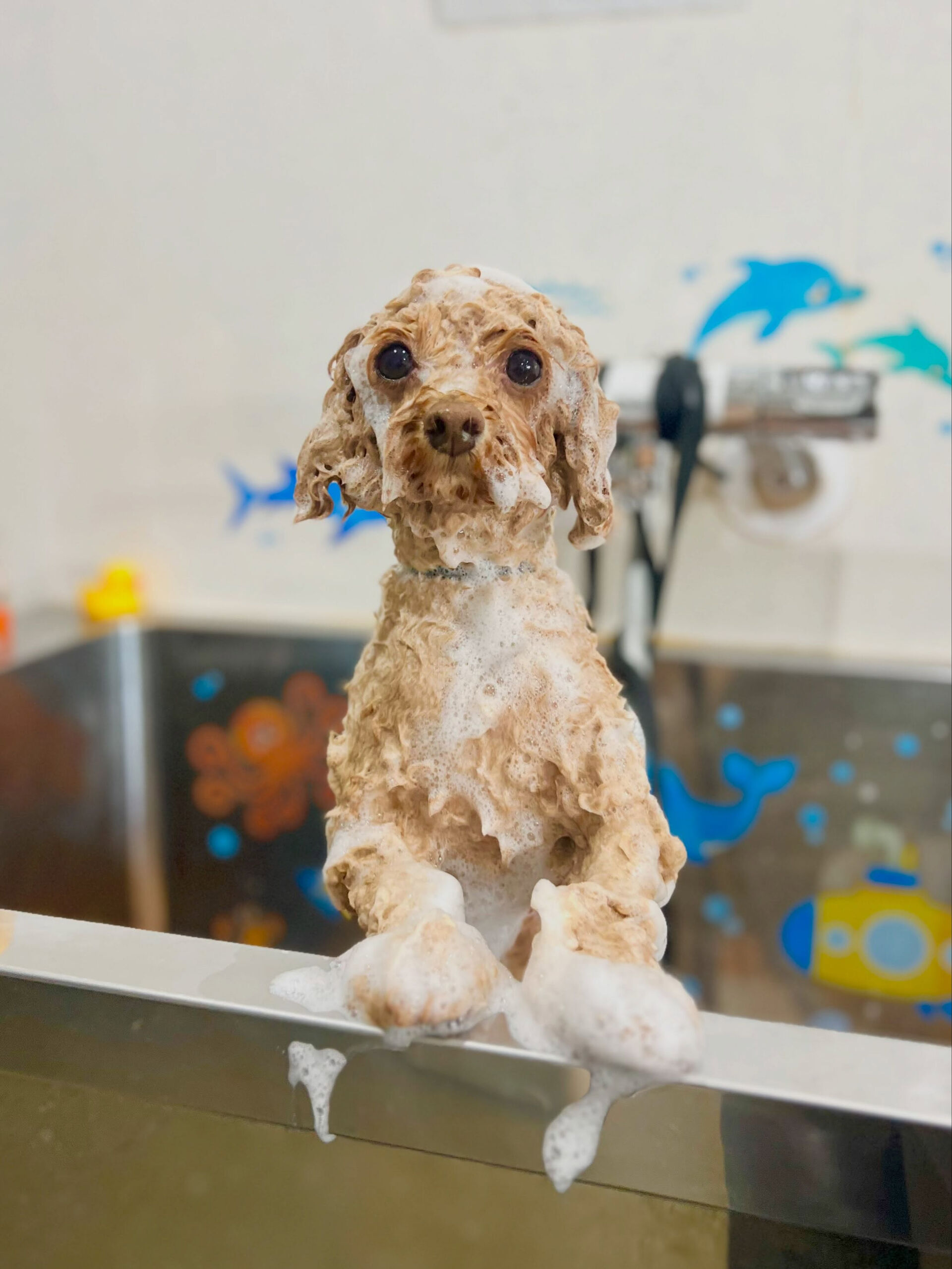 来店いただいた、トイプードルのコロンちゃんです🐶✨