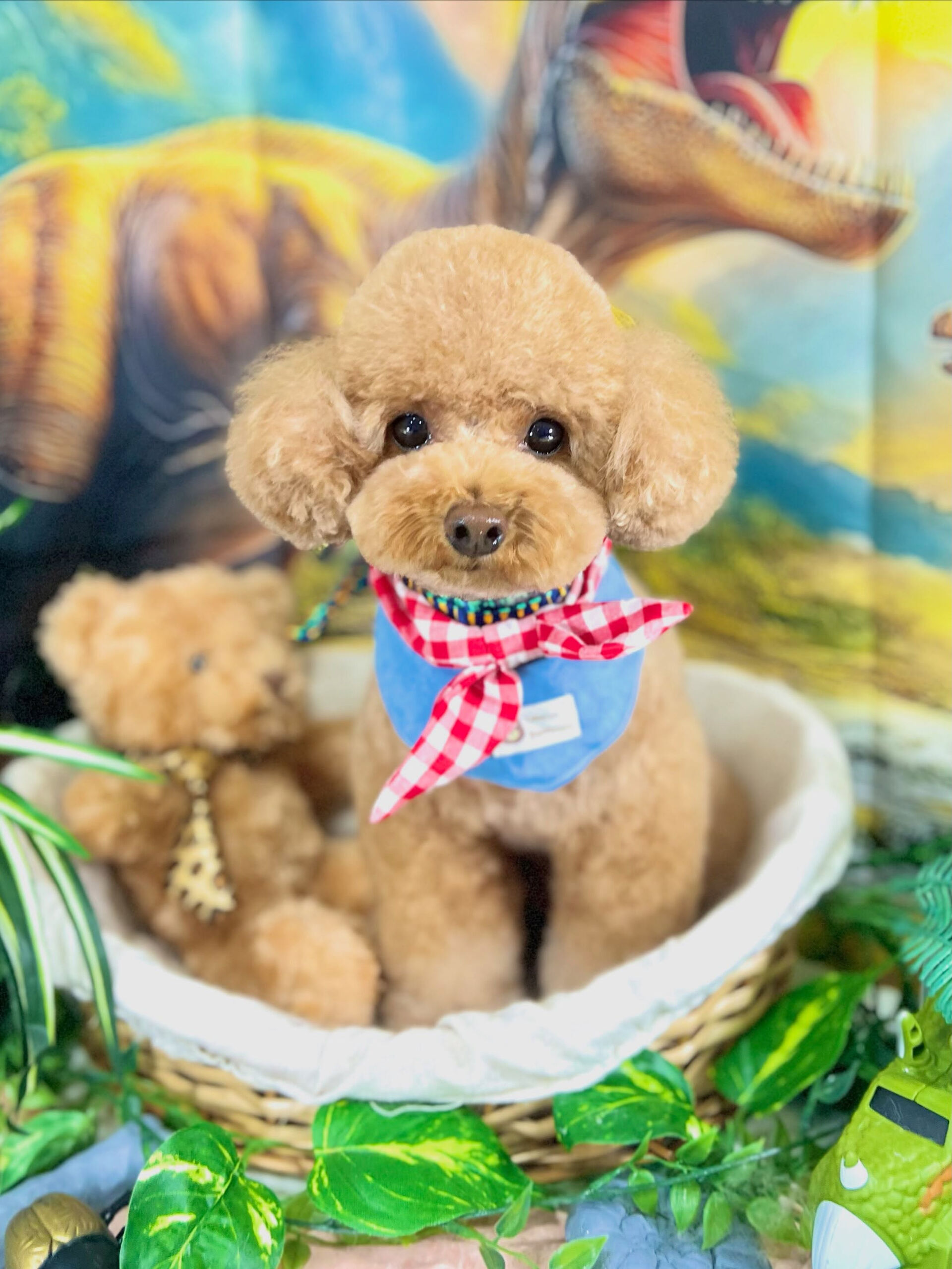 来店いただいた、トイプードルのコロンちゃんです🐶✨