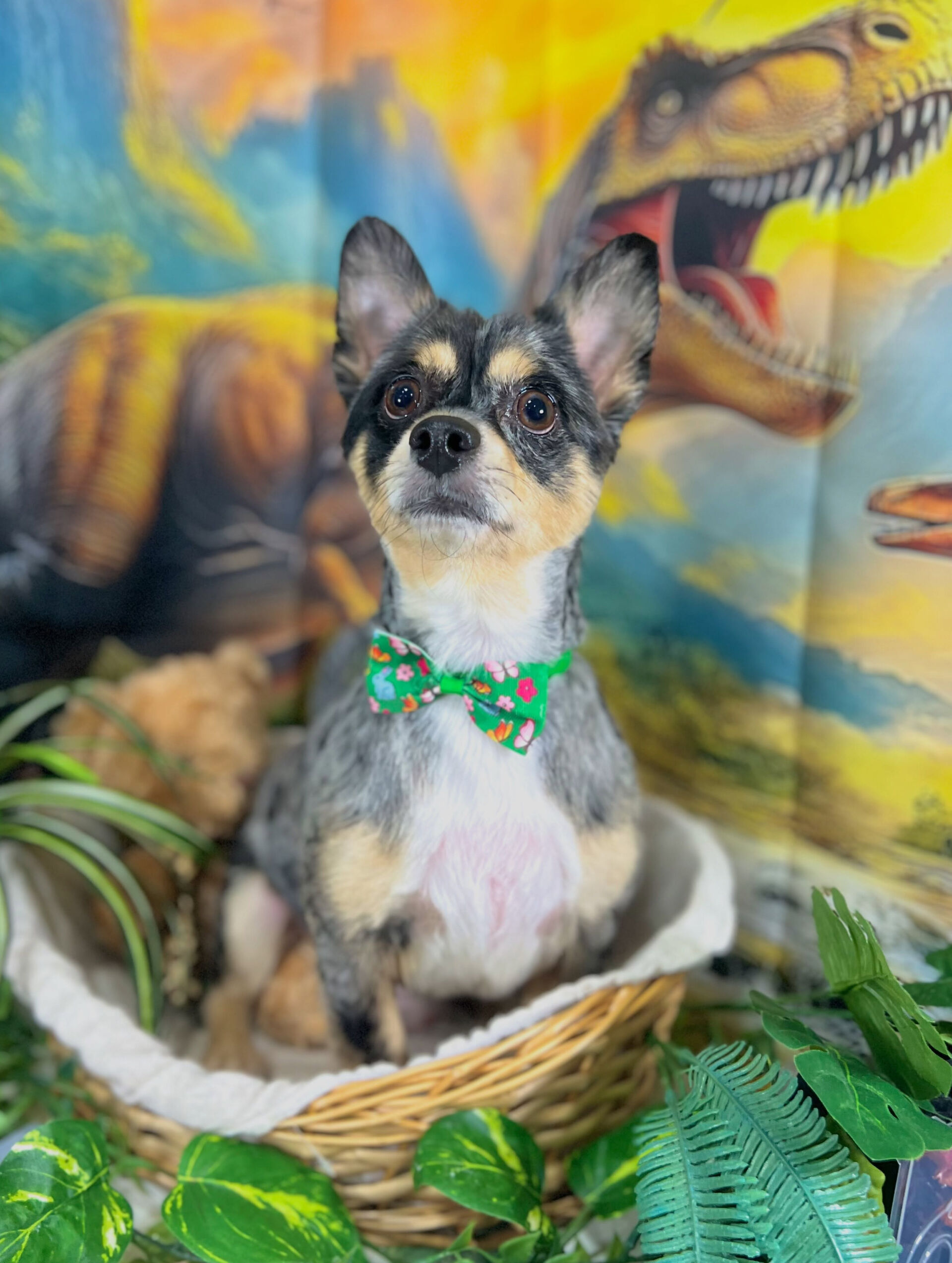 来店いただいた、チワワのレオくんです🐶✨