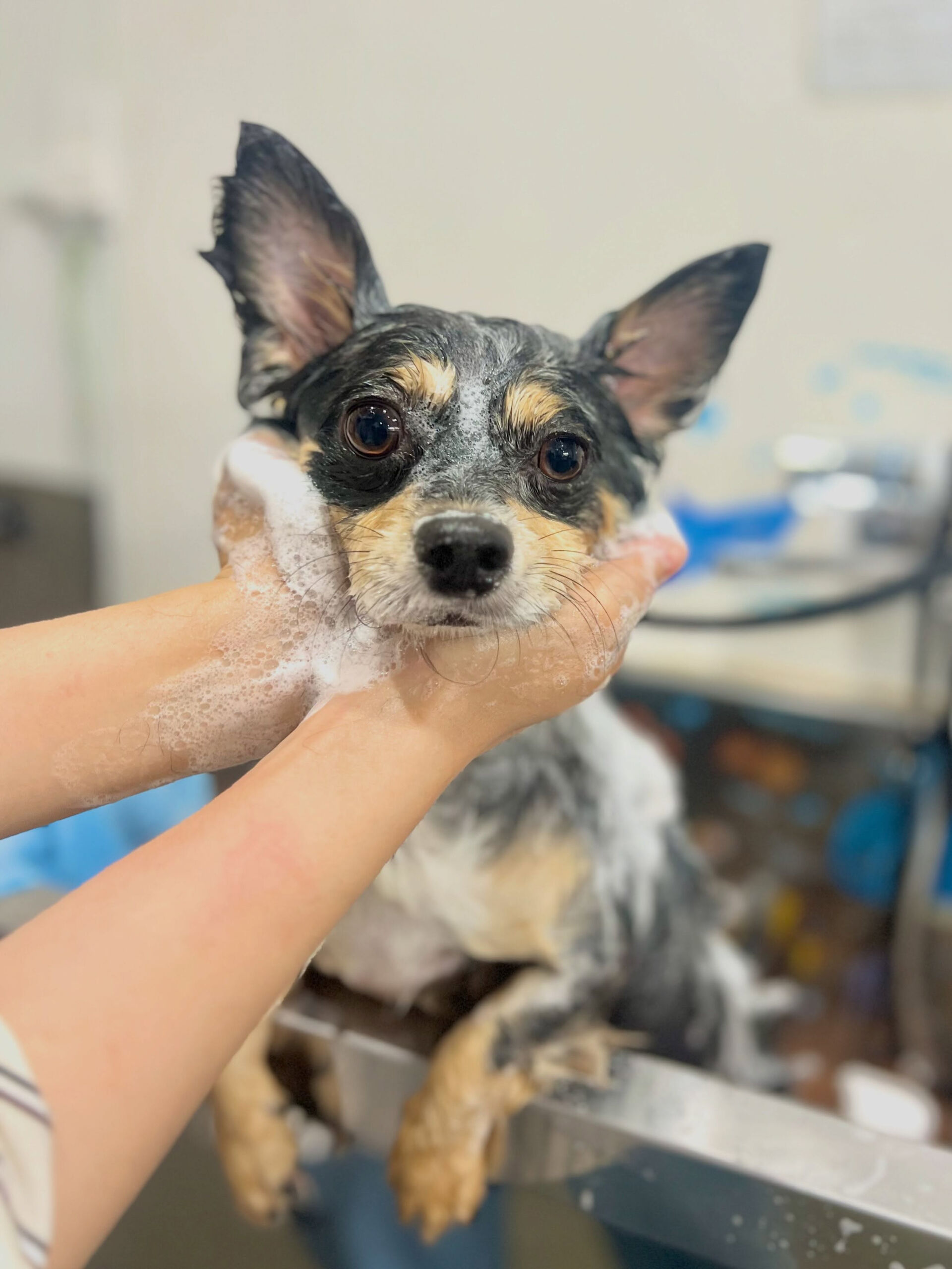 来店いただいた、チワワのレオくんです🐶✨