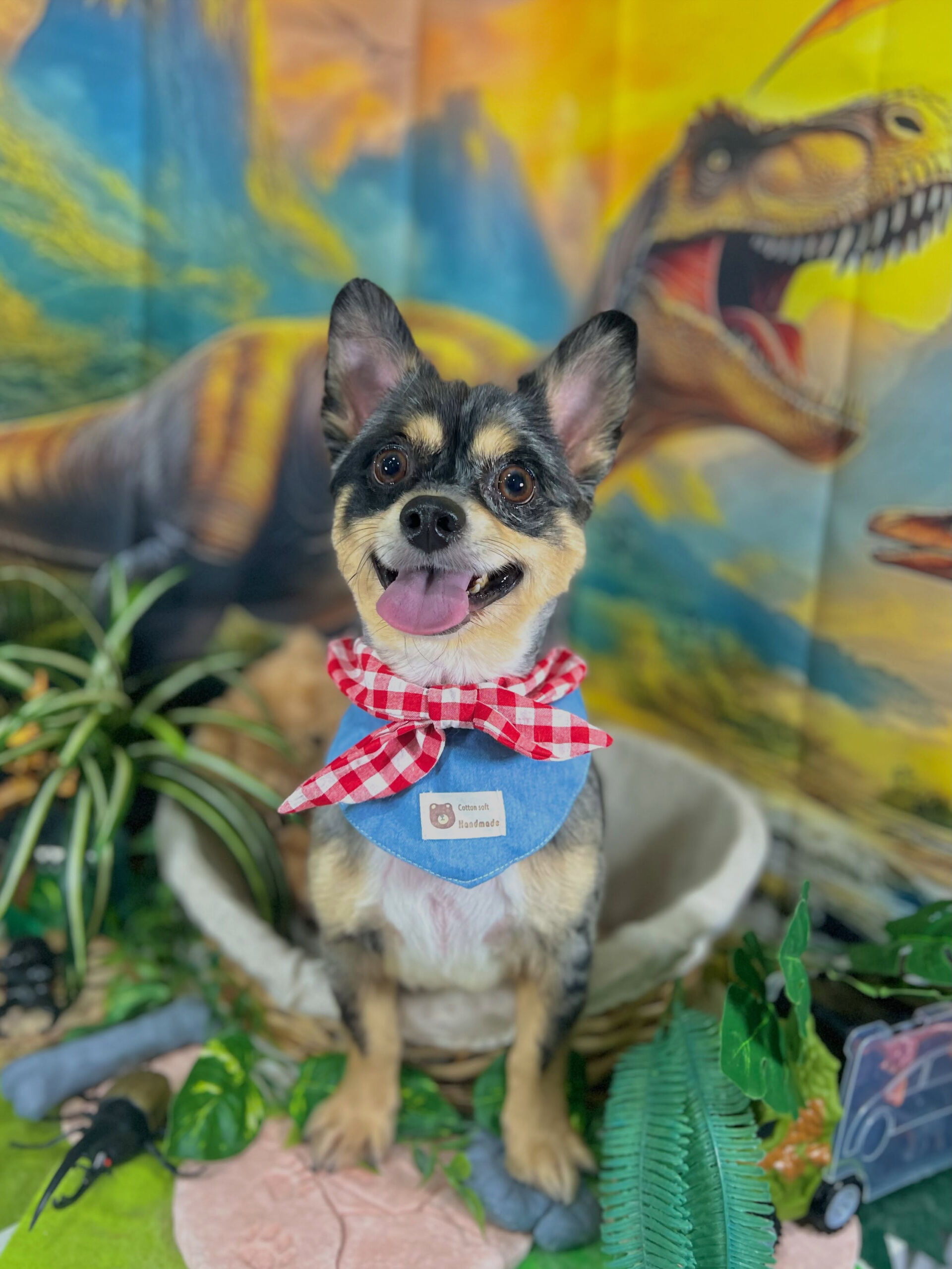 来店いただいた、チワワのレオくんです🐶✨