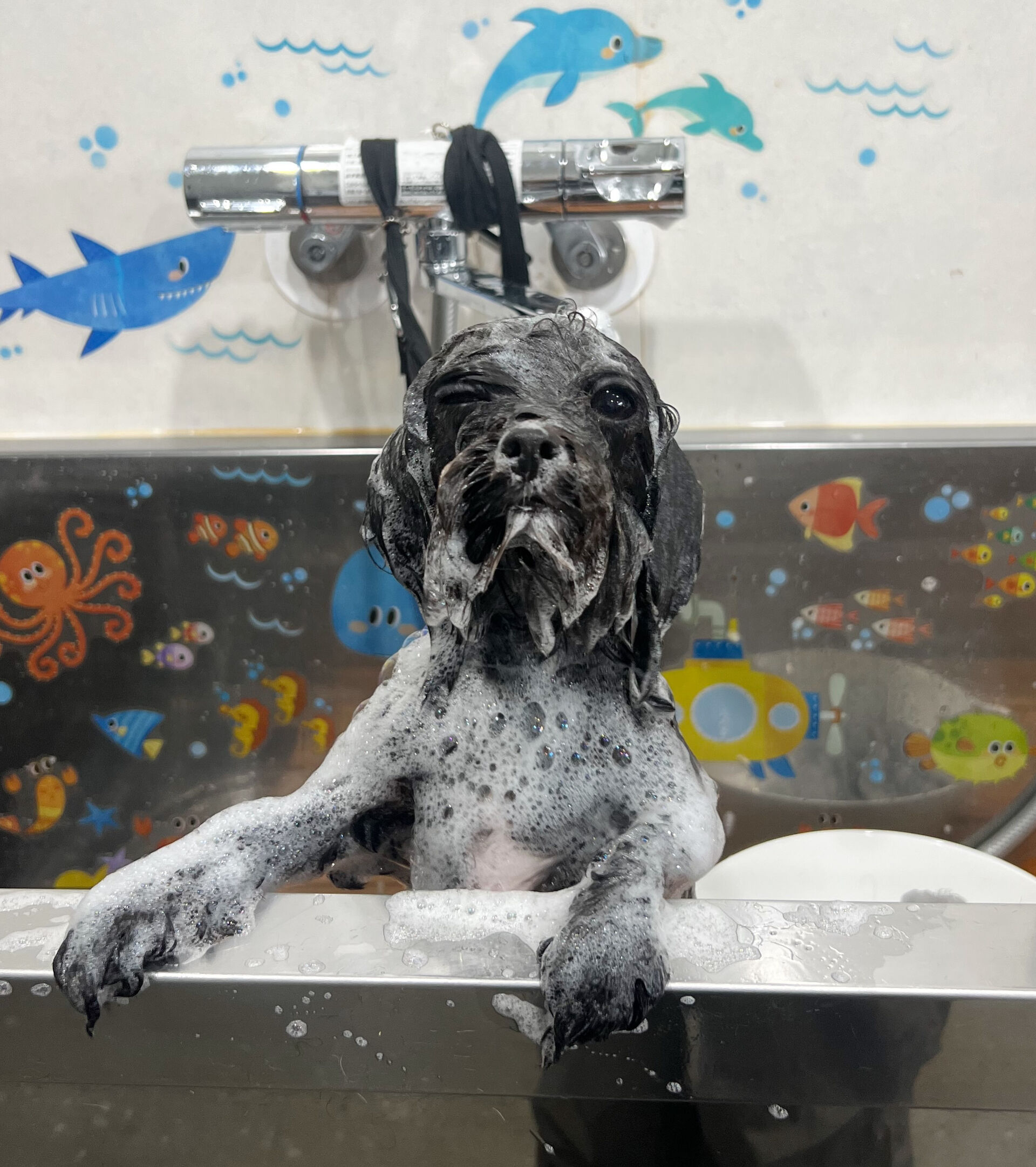 来店いただいた、チワプーのれあちゃんです🐶✨