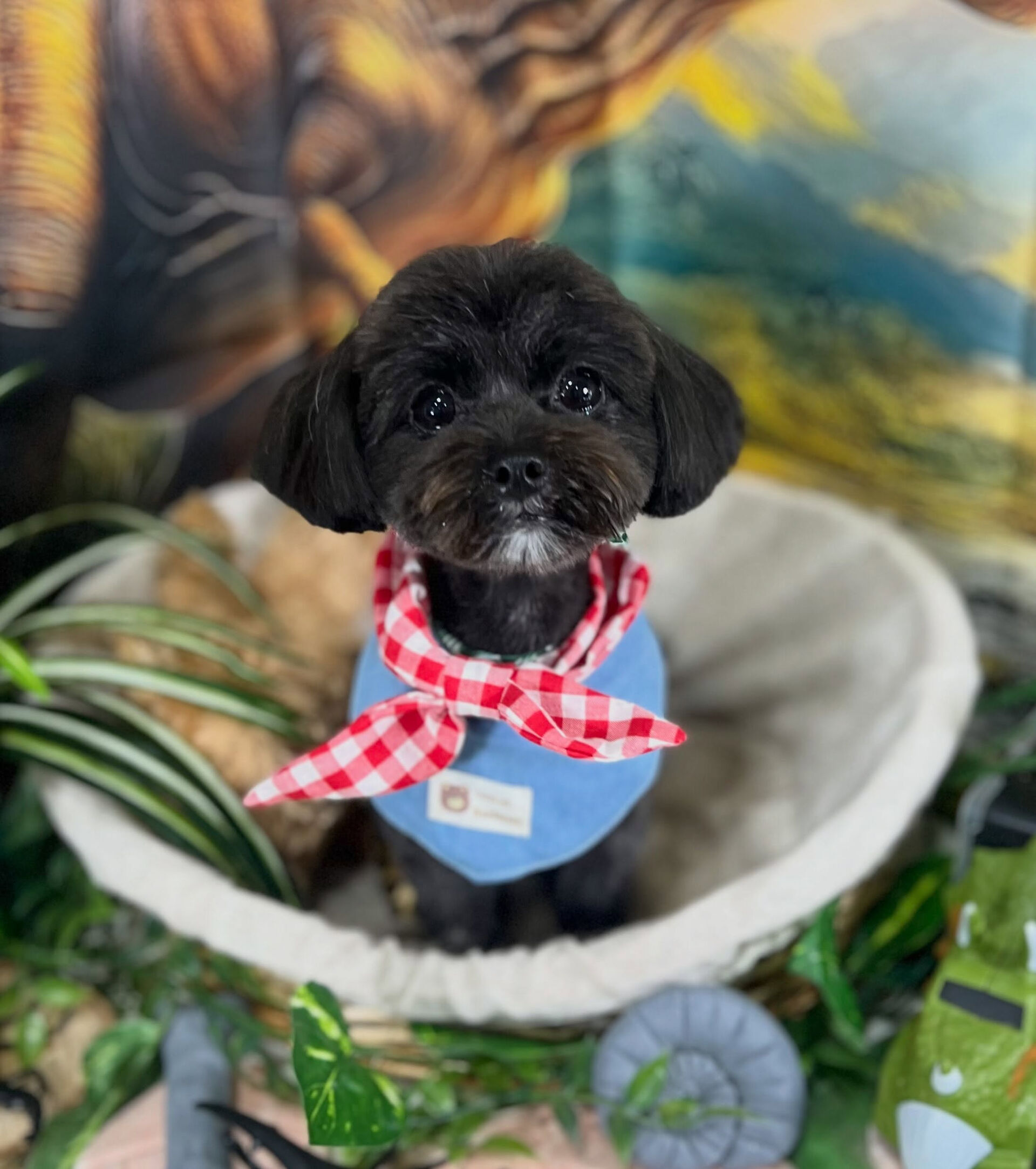 来店いただいた、チワプーのれあちゃんです🐶✨