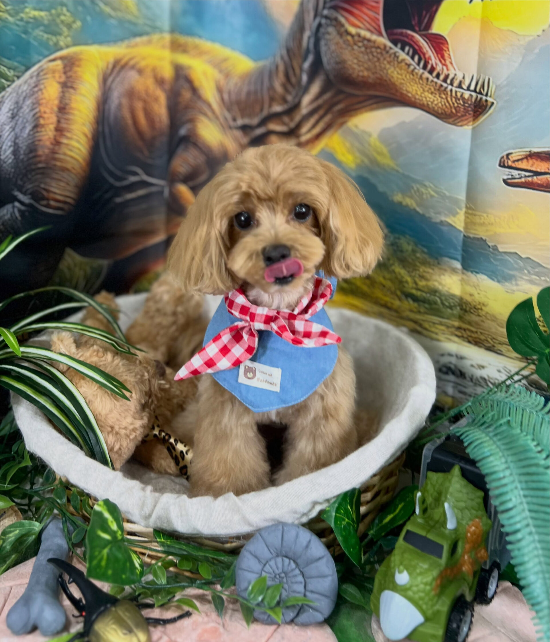 来店いただいた、マルプーのベリーくんです🐶✨