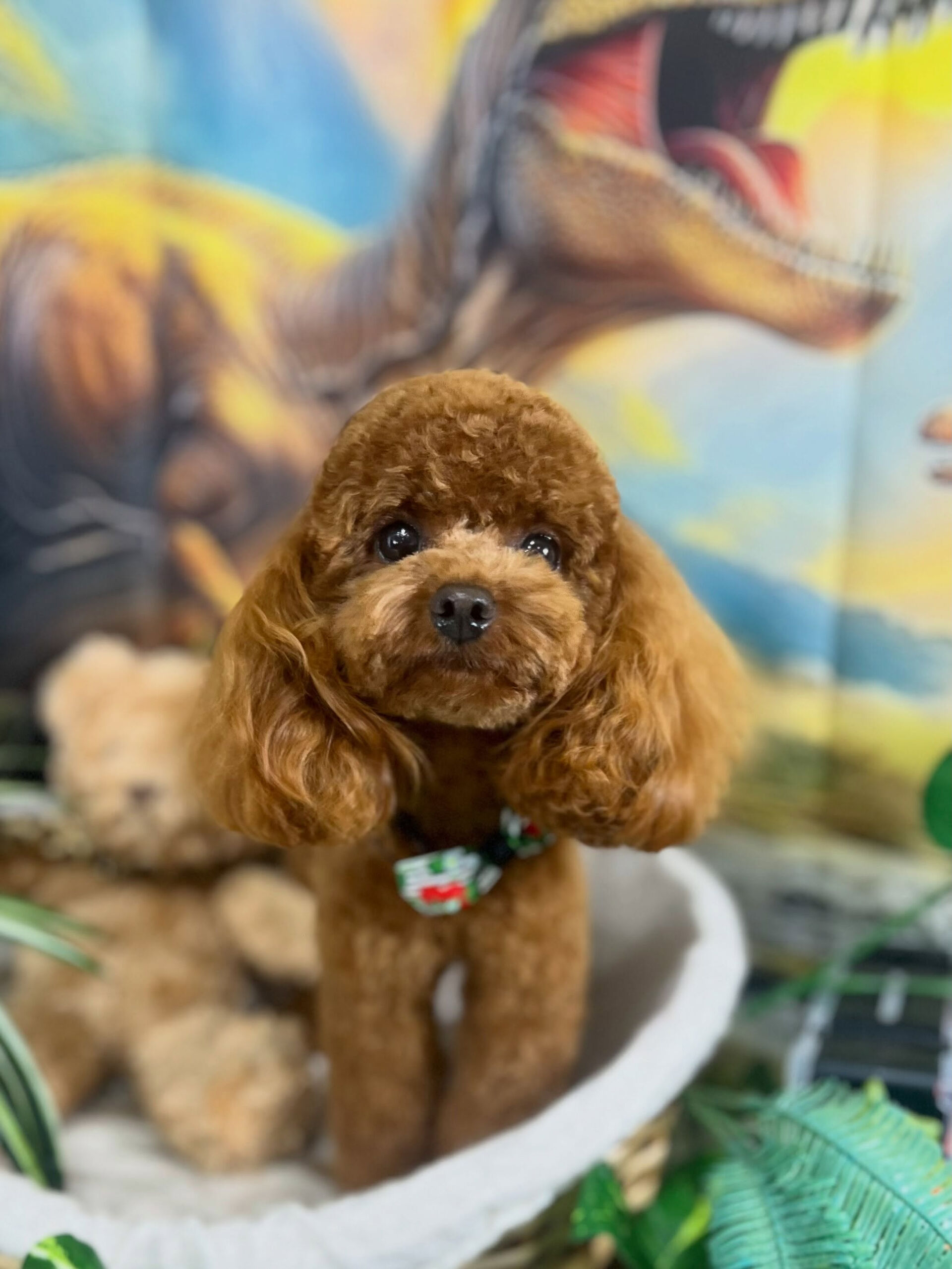 来店いただいた、トイプードルの莉楽ちゃんです🐶✨