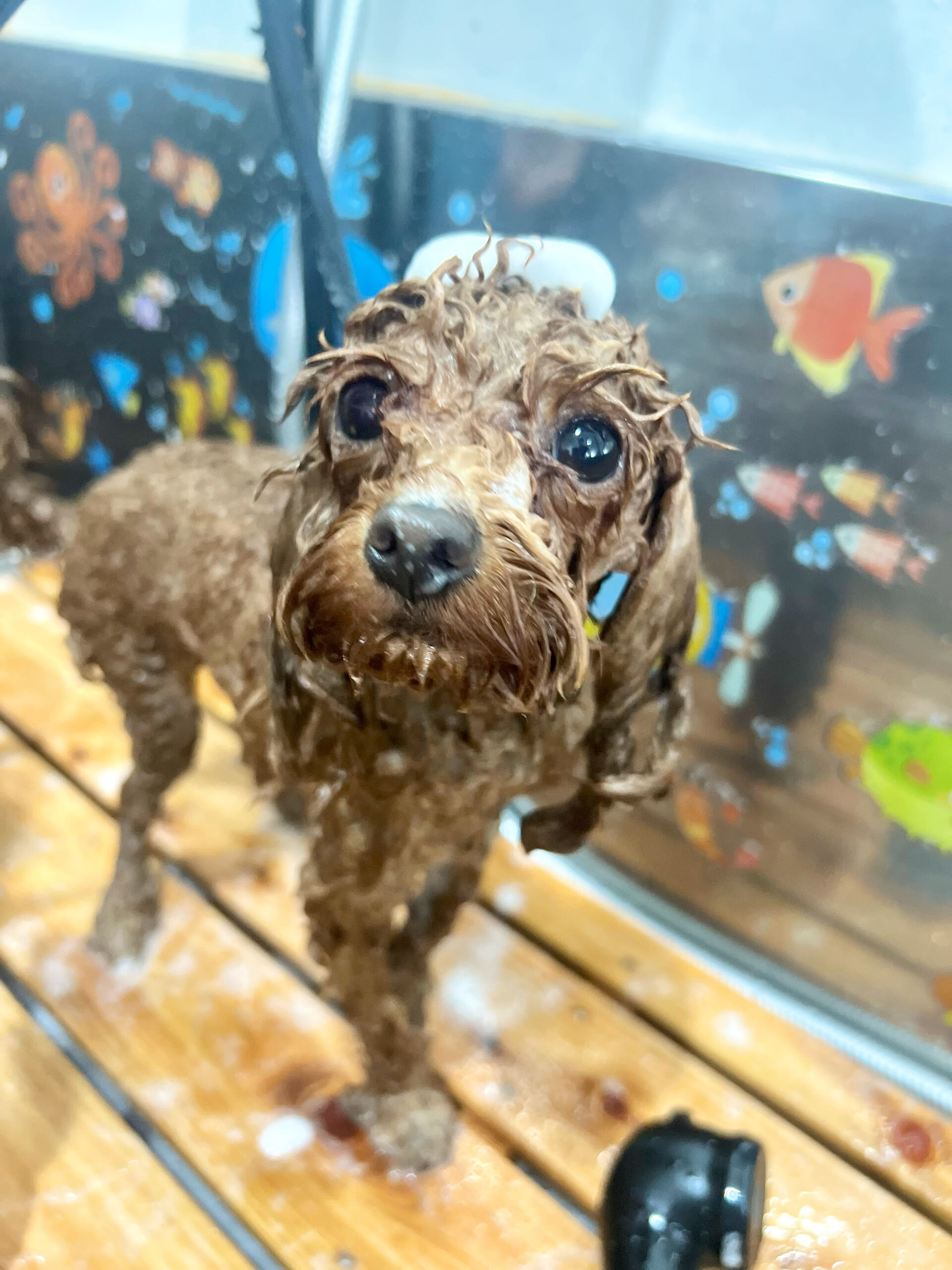 来店いただいた、トイプードルの莉楽ちゃんです🐶✨