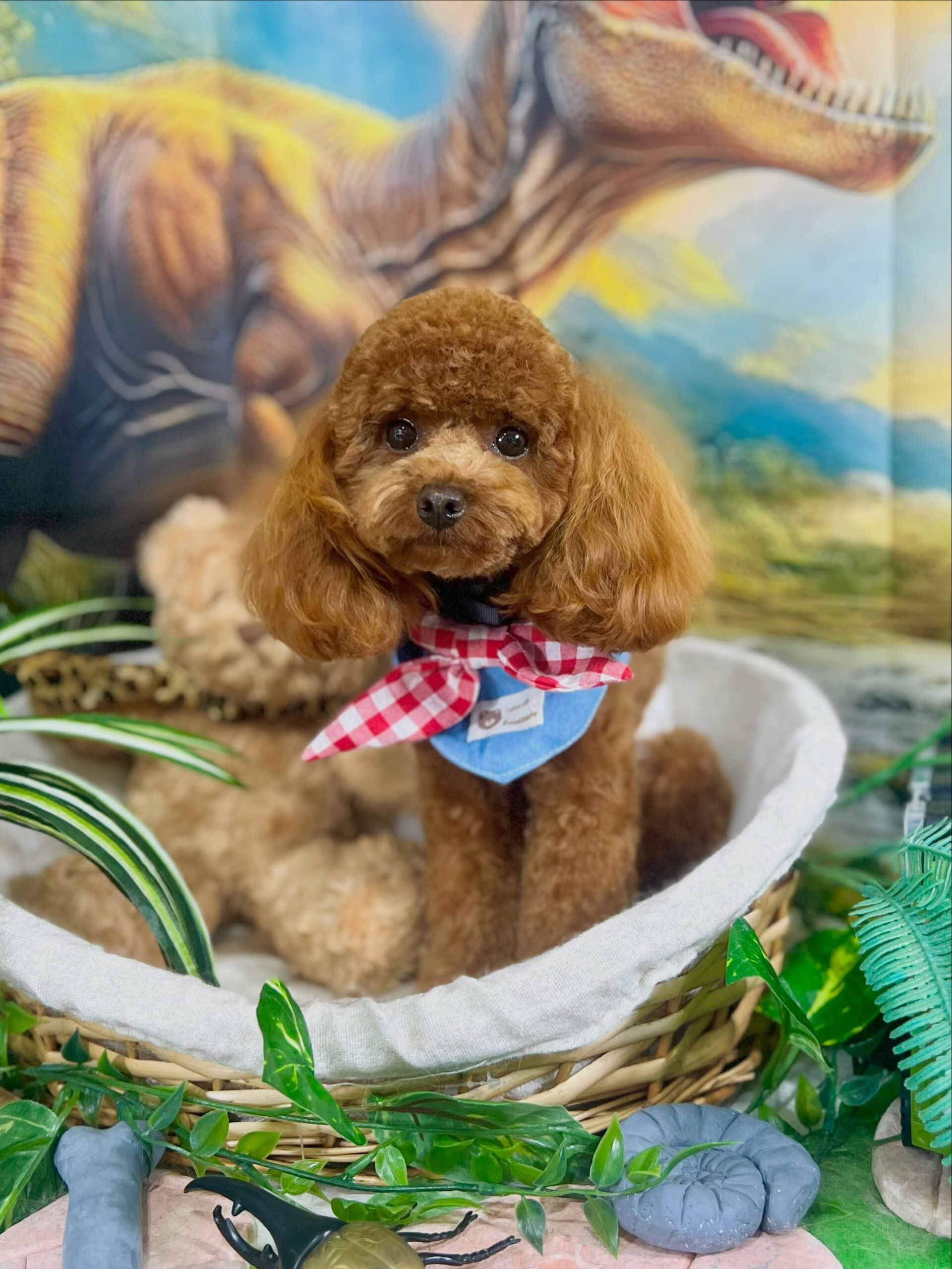 来店いただいた、トイプードルの莉楽ちゃんです🐶✨