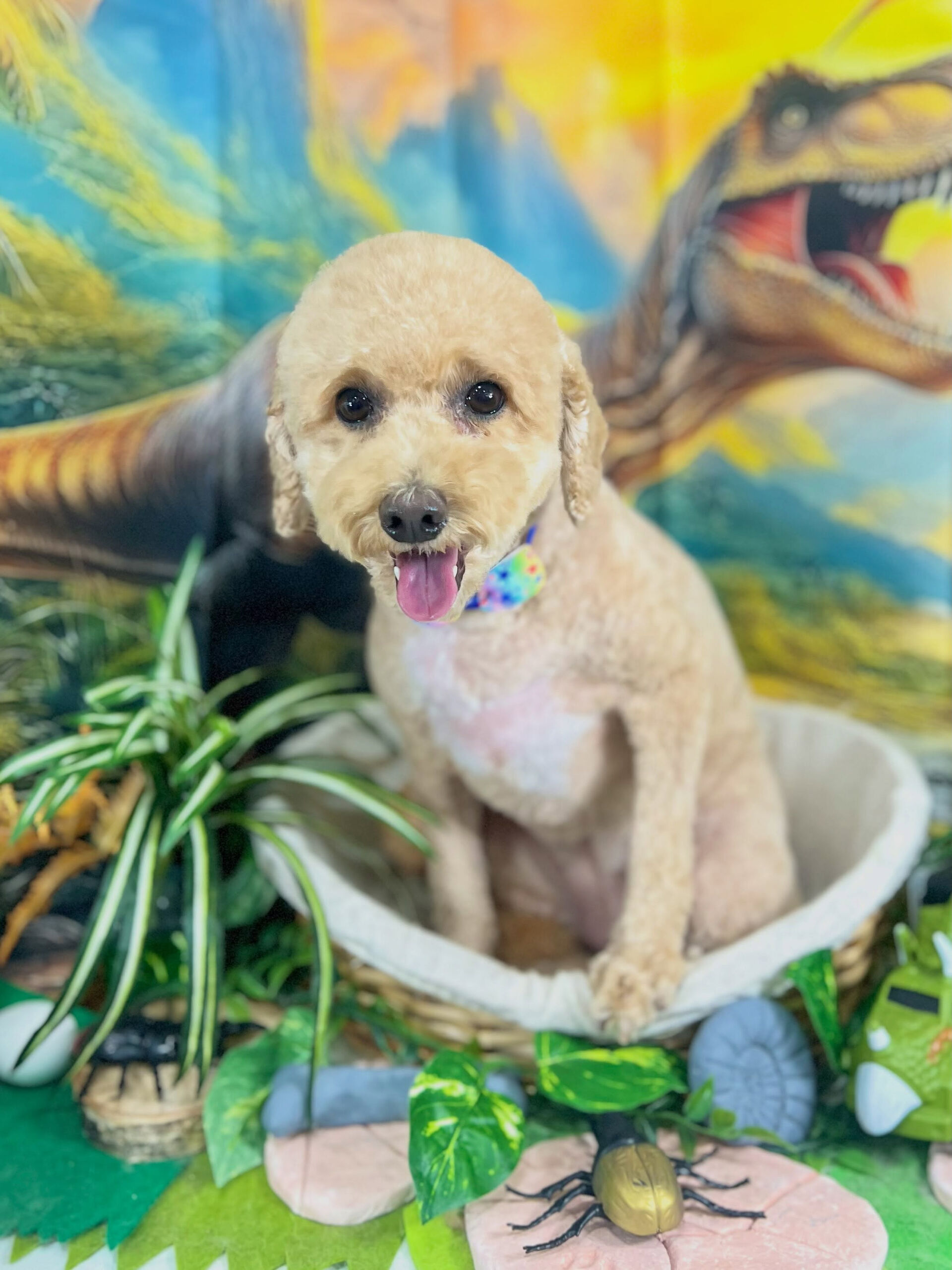 来店いただいた、トイプーのエマちゃんです🐶✨