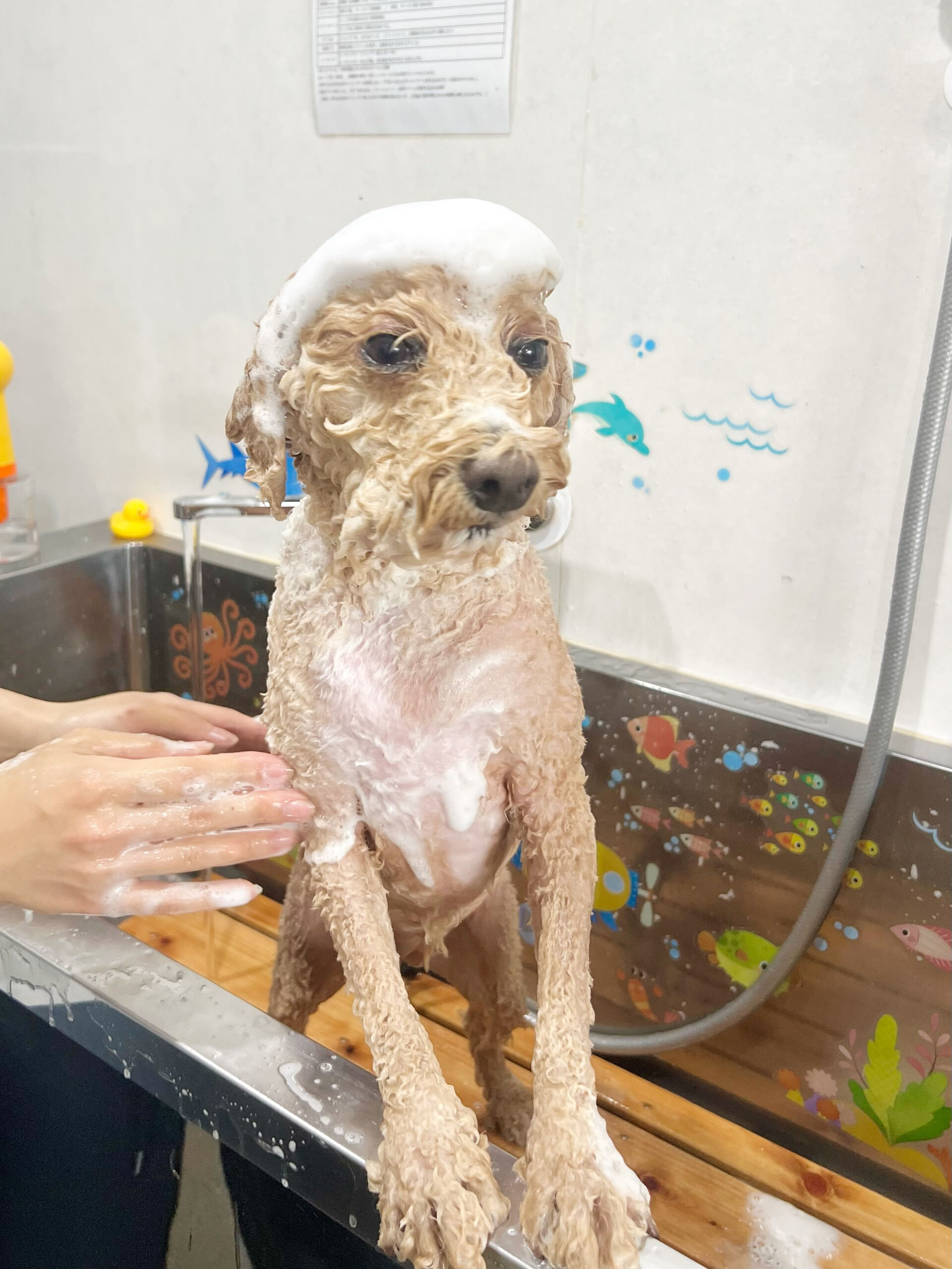 来店いただいた、トイプーのエマちゃんです🐶✨