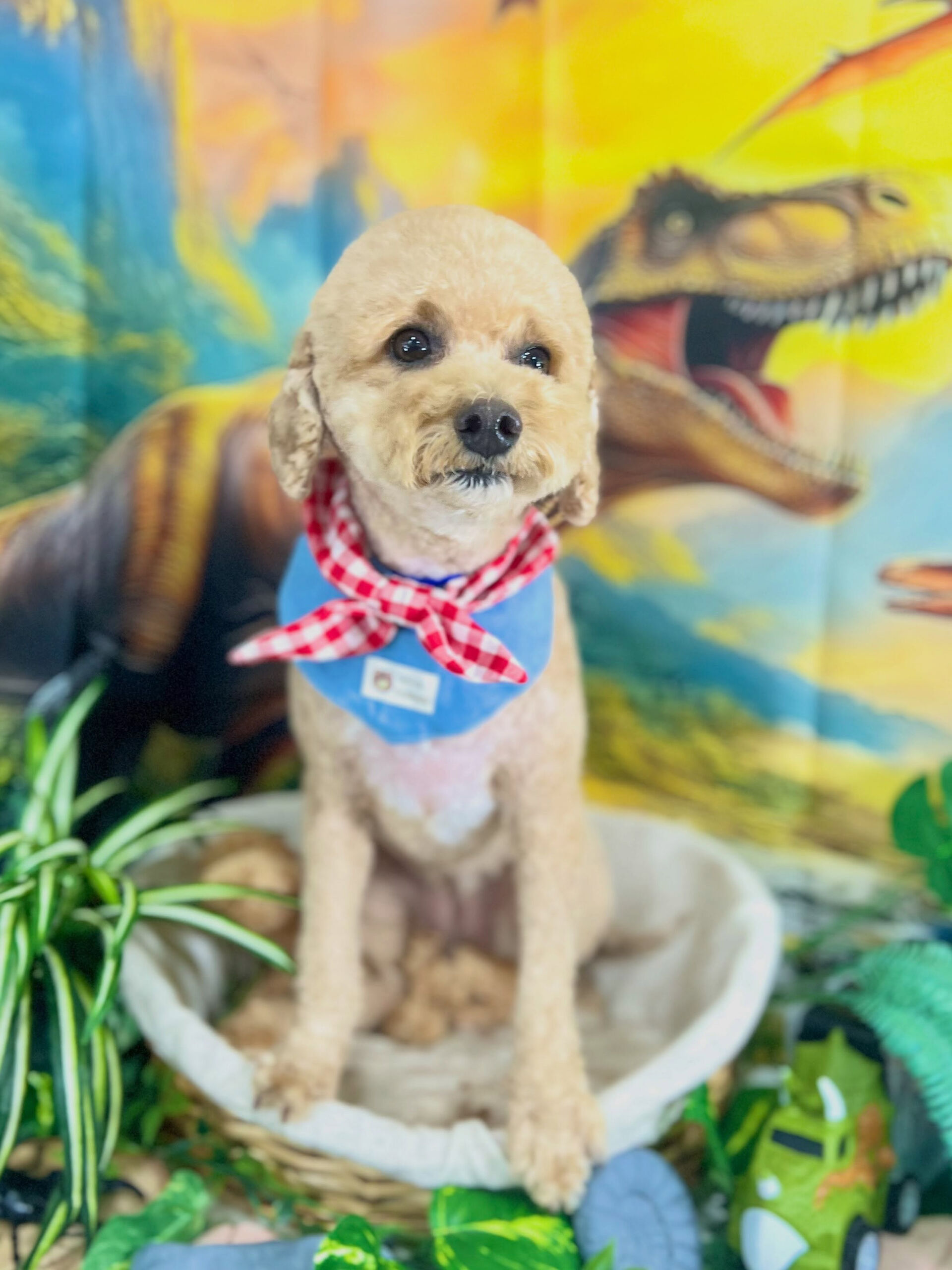 来店いただいた、トイプーのエマちゃんです🐶✨