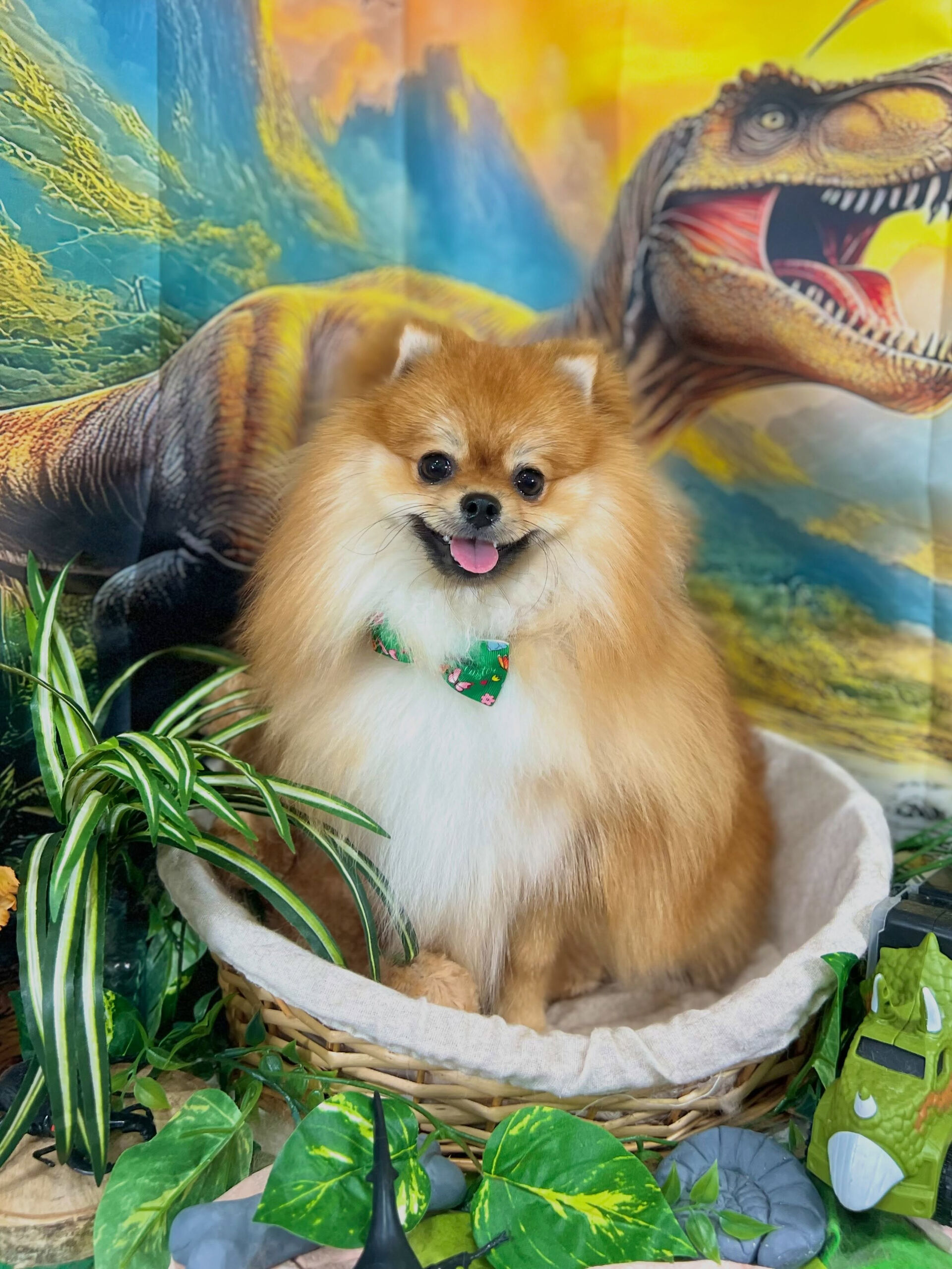 来店いただいた、ポメラニアンの獅子丸くんです🐶✨