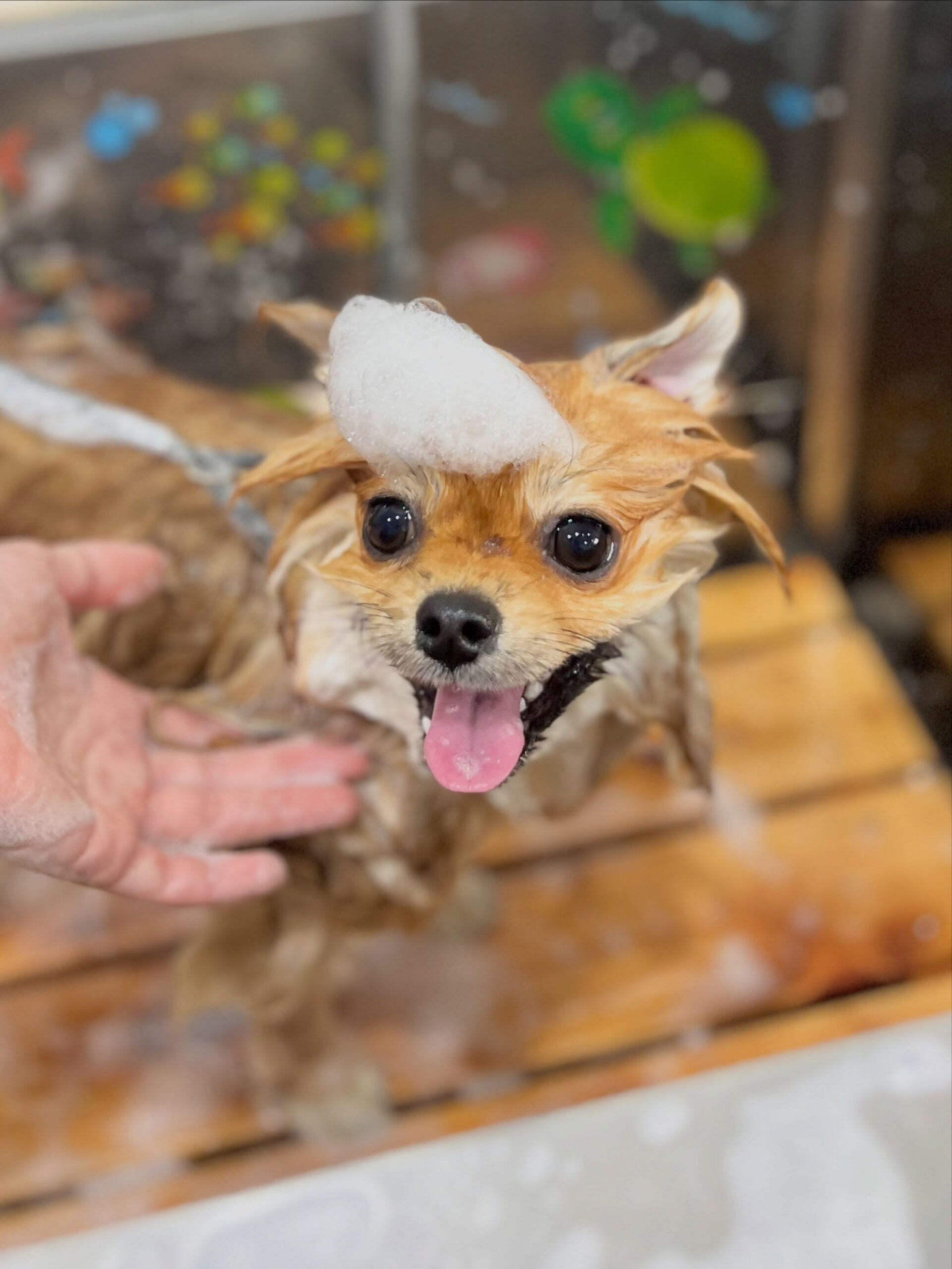 来店いただいた、ポメラニアンの獅子丸くんです🐶✨