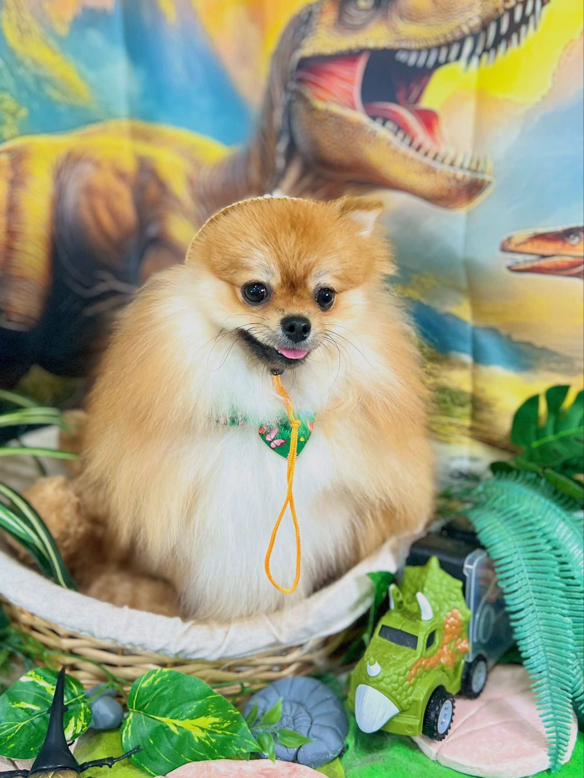 来店いただいた、ポメラニアンの獅子丸くんです🐶✨
