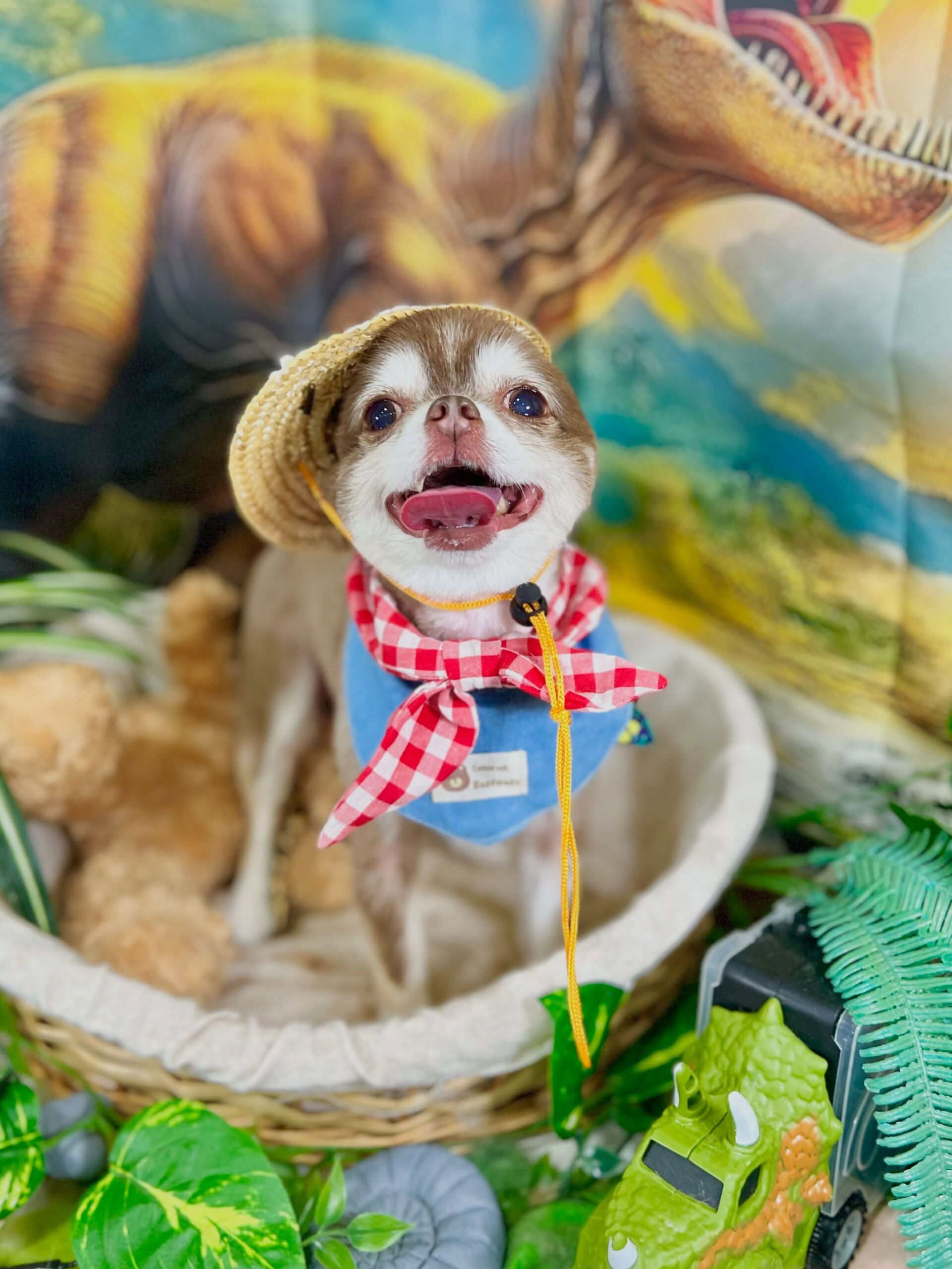 来店いただいた、チワワの六三四くんです🐶✨
