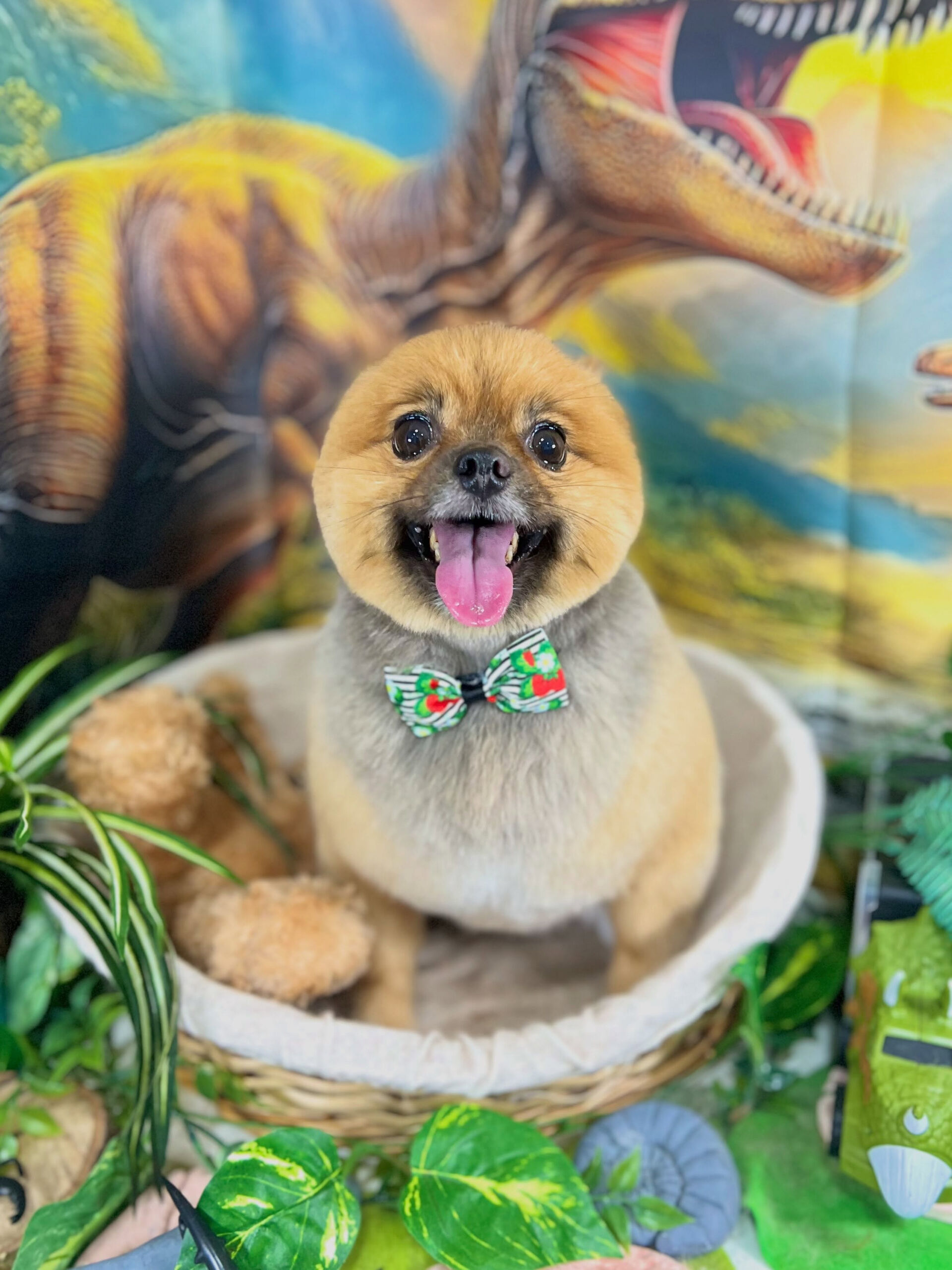来店いただいた、ポメパピのらい菜ちゃんです🐶✨