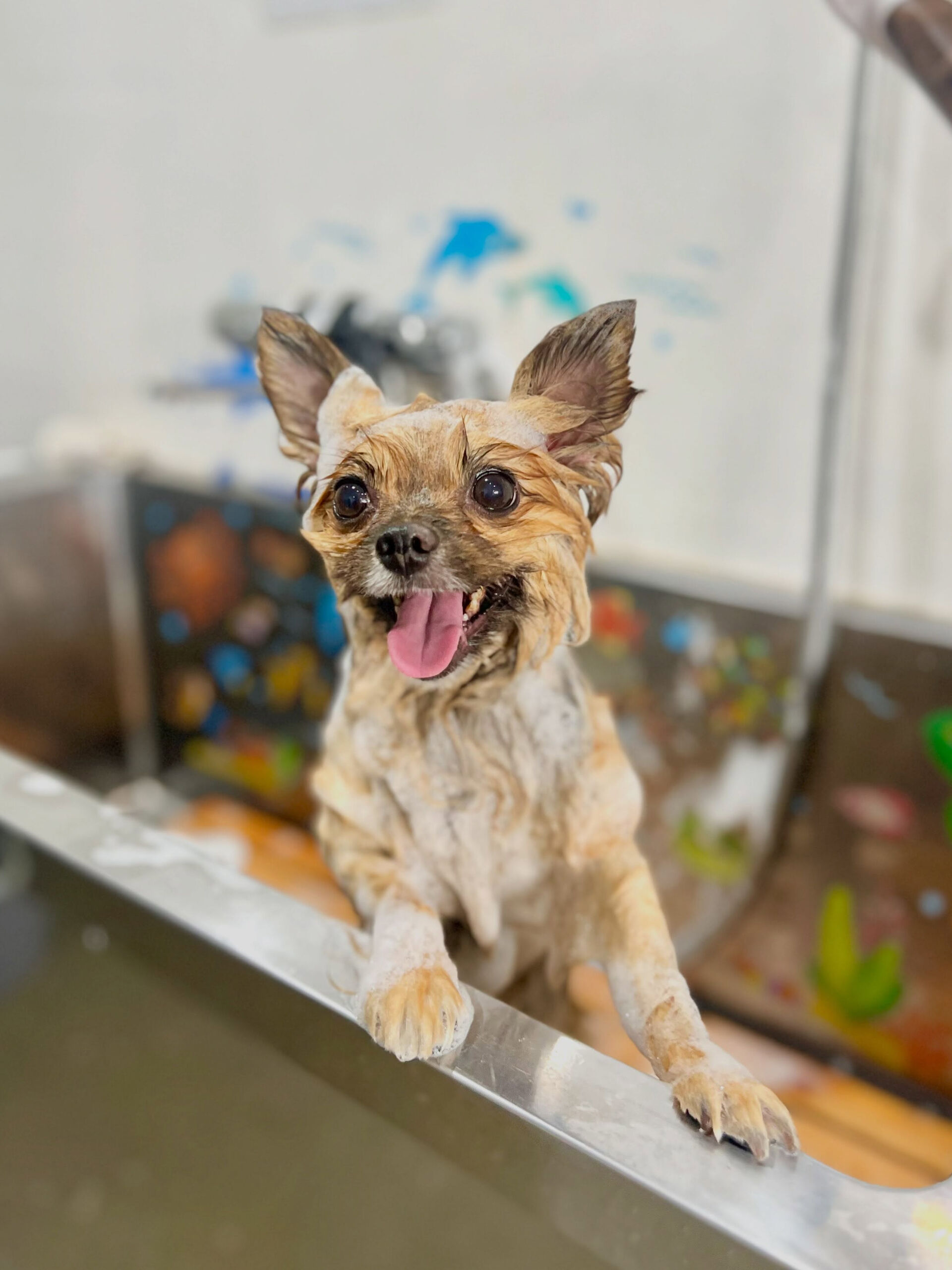 来店いただいた、ポメパピのらい菜ちゃんです🐶✨