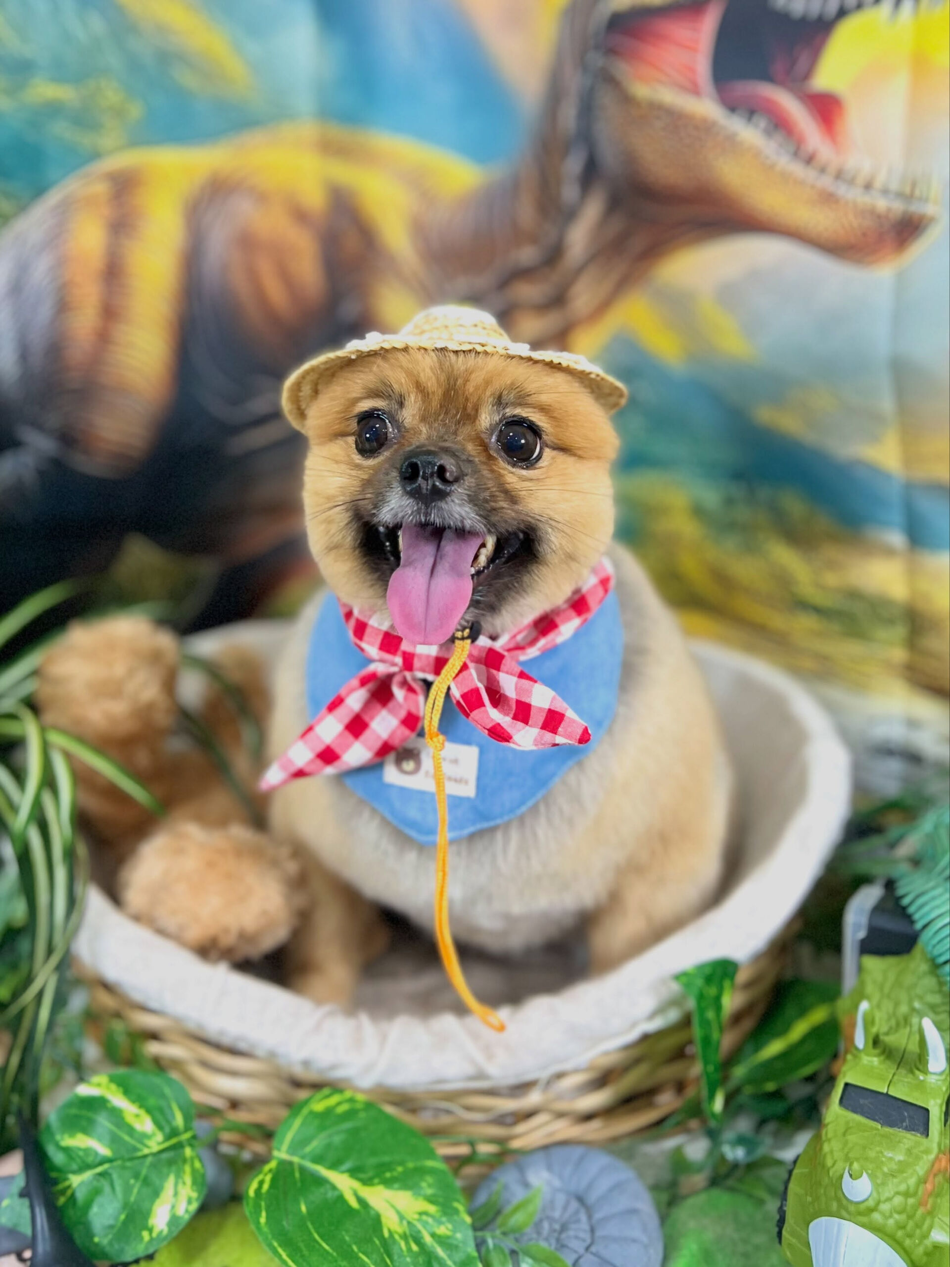 来店いただいた、ポメパピのらい菜ちゃんです🐶✨