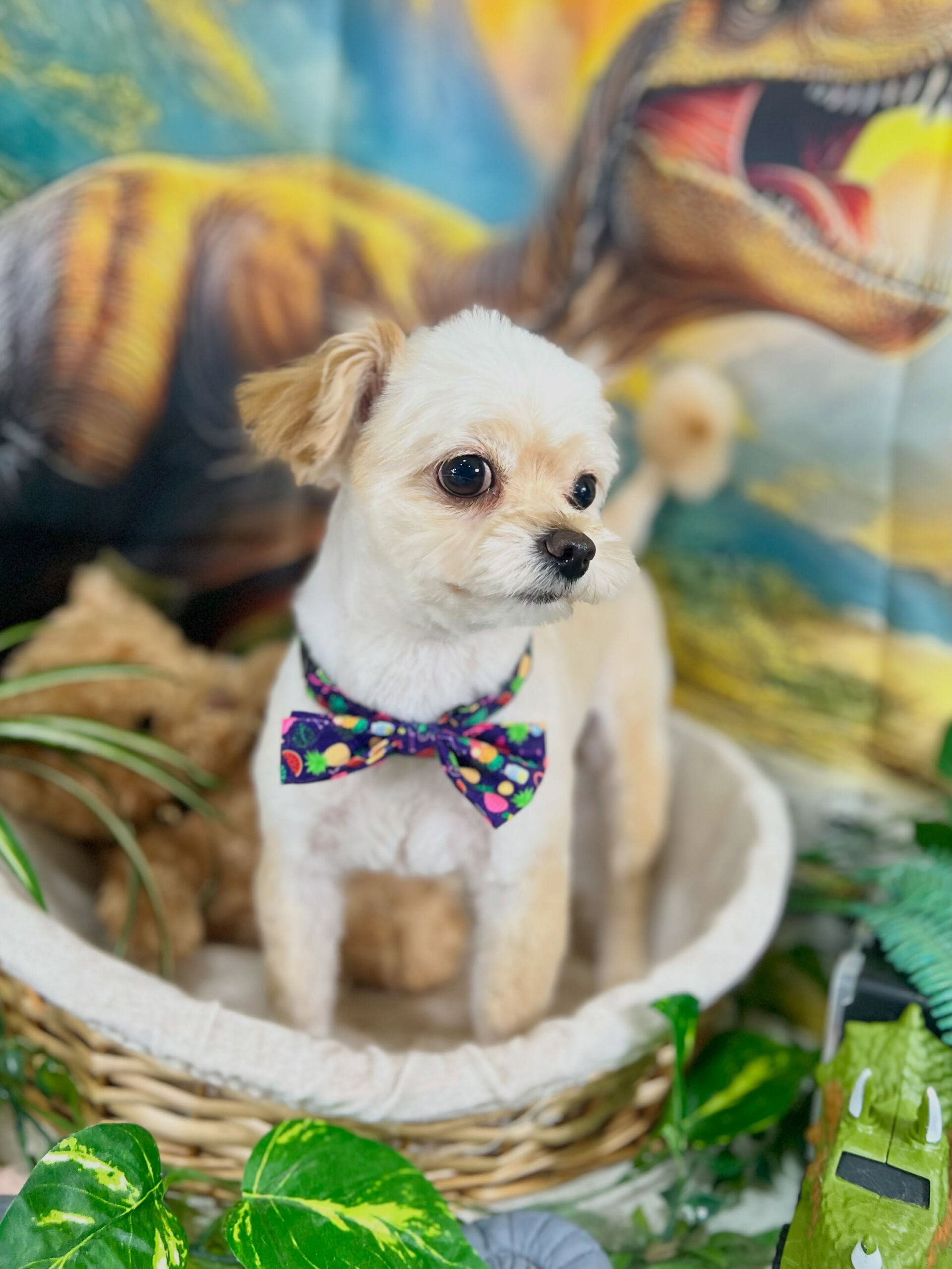 来店いただいた、チワプーのまるくんです🐶✨