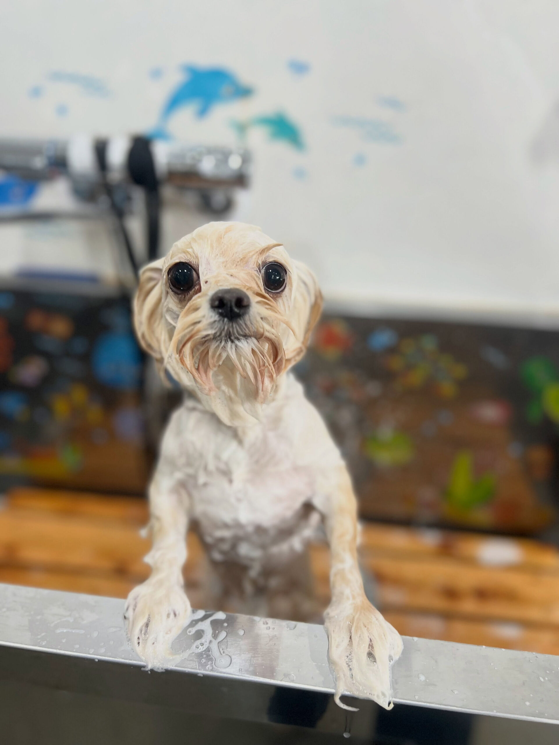 来店いただいた、チワプーのまるくんです🐶✨