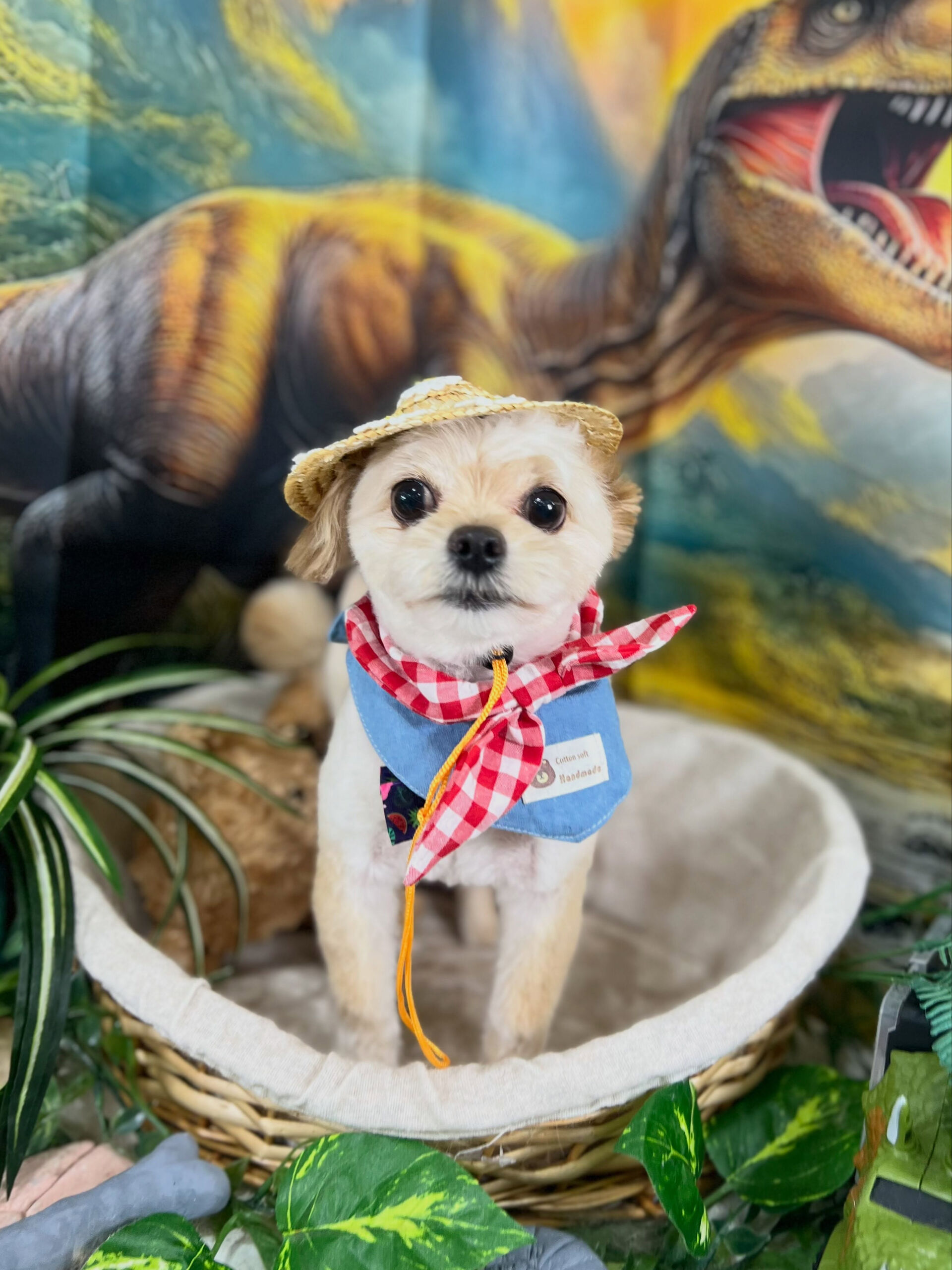 来店いただいた、チワプーのまるくんです🐶✨