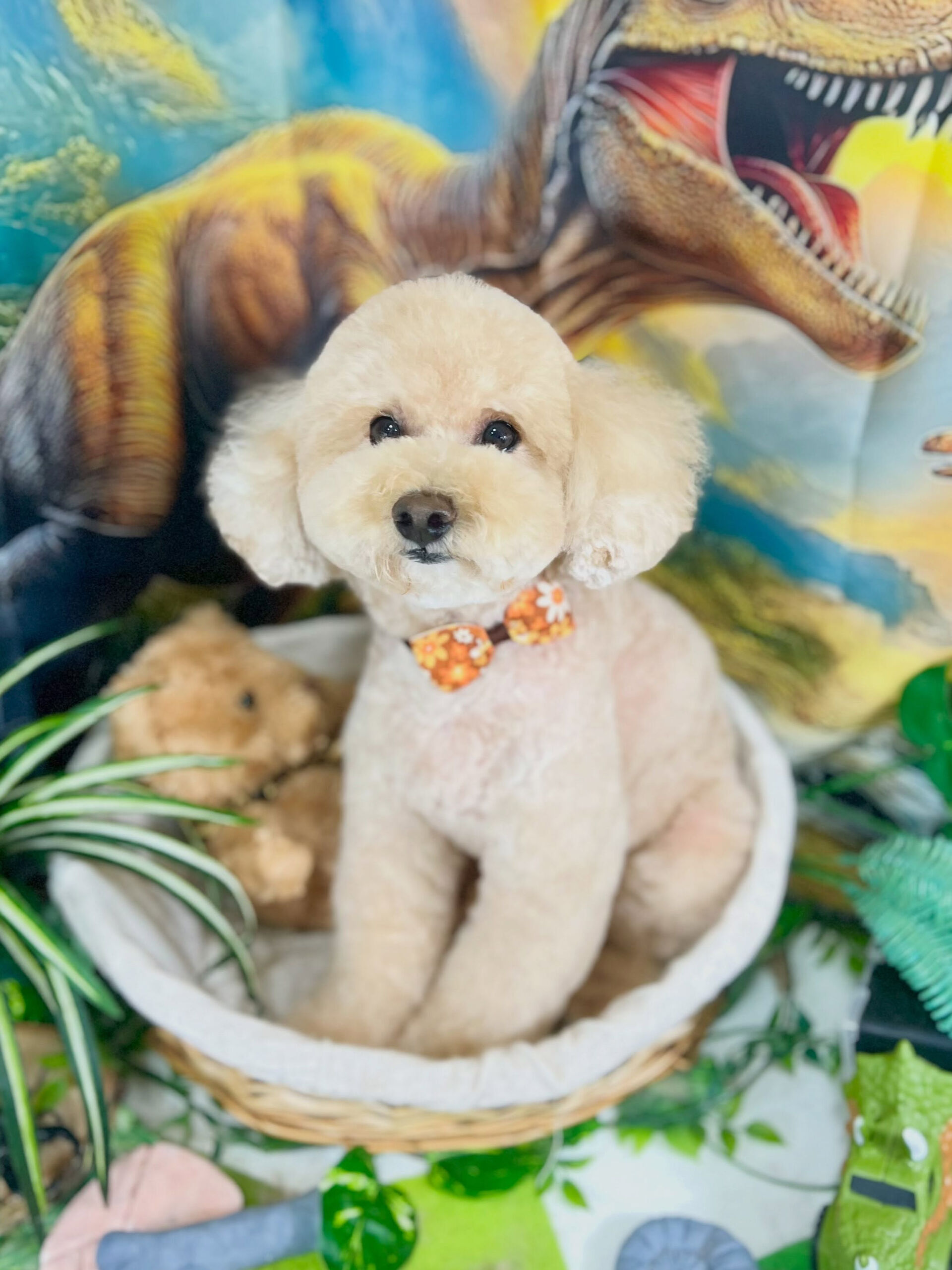 来店いただいた、トイプードルのティニーちゃんです🐶✨