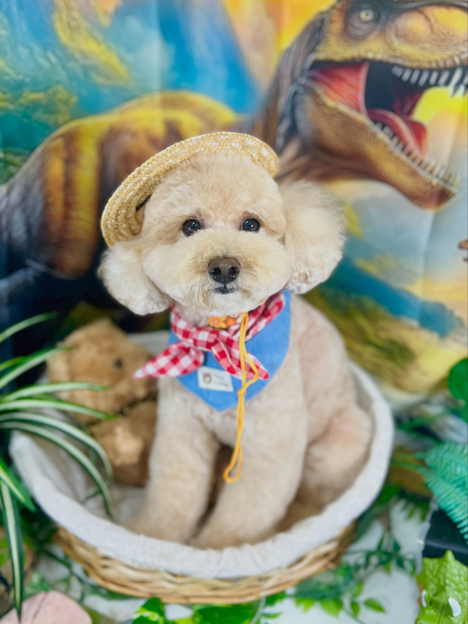 来店いただいた、トイプードルのティニーちゃんです🐶✨