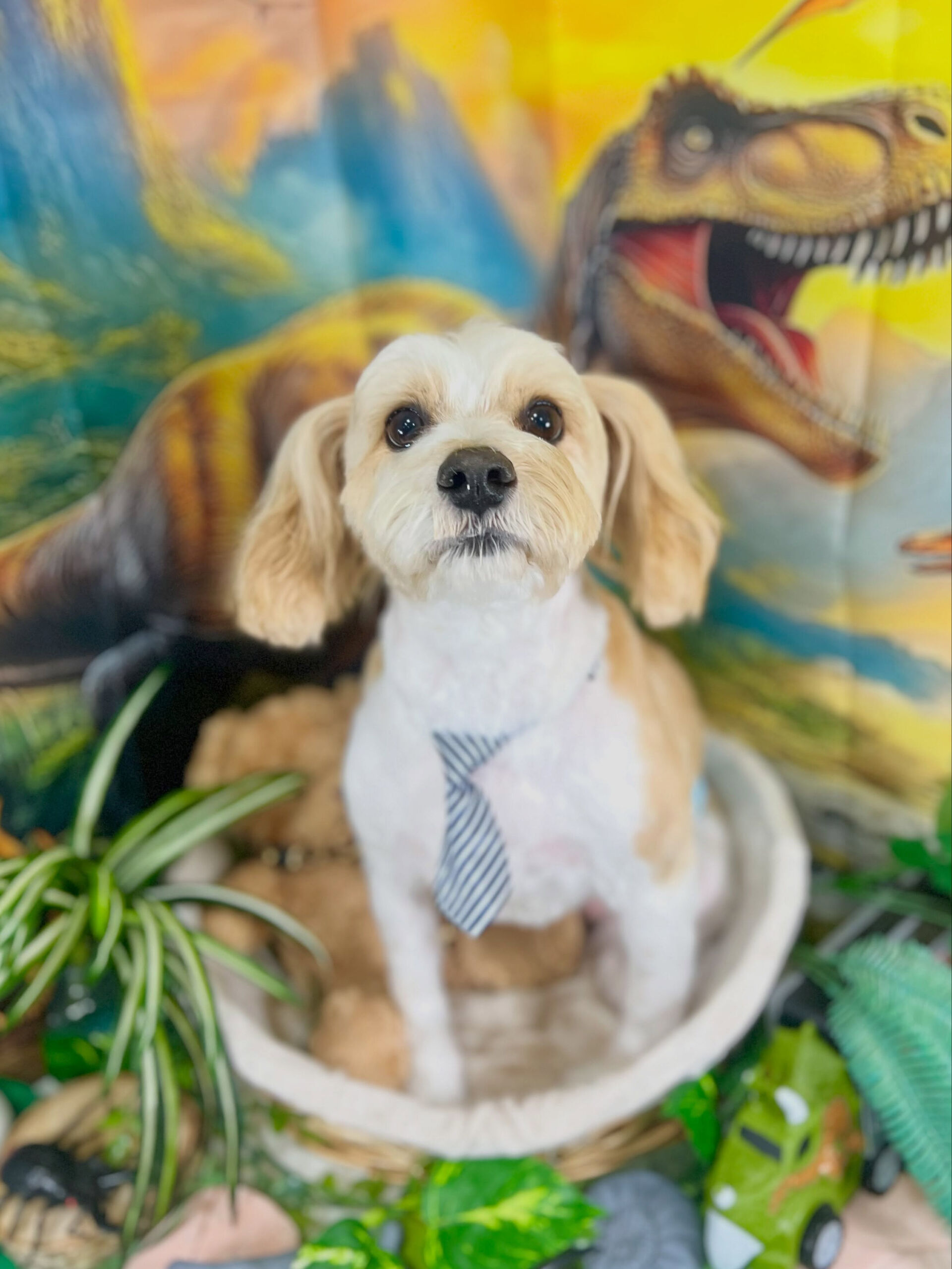来店いただいた、シュナキャバのたたくんです🐶✨