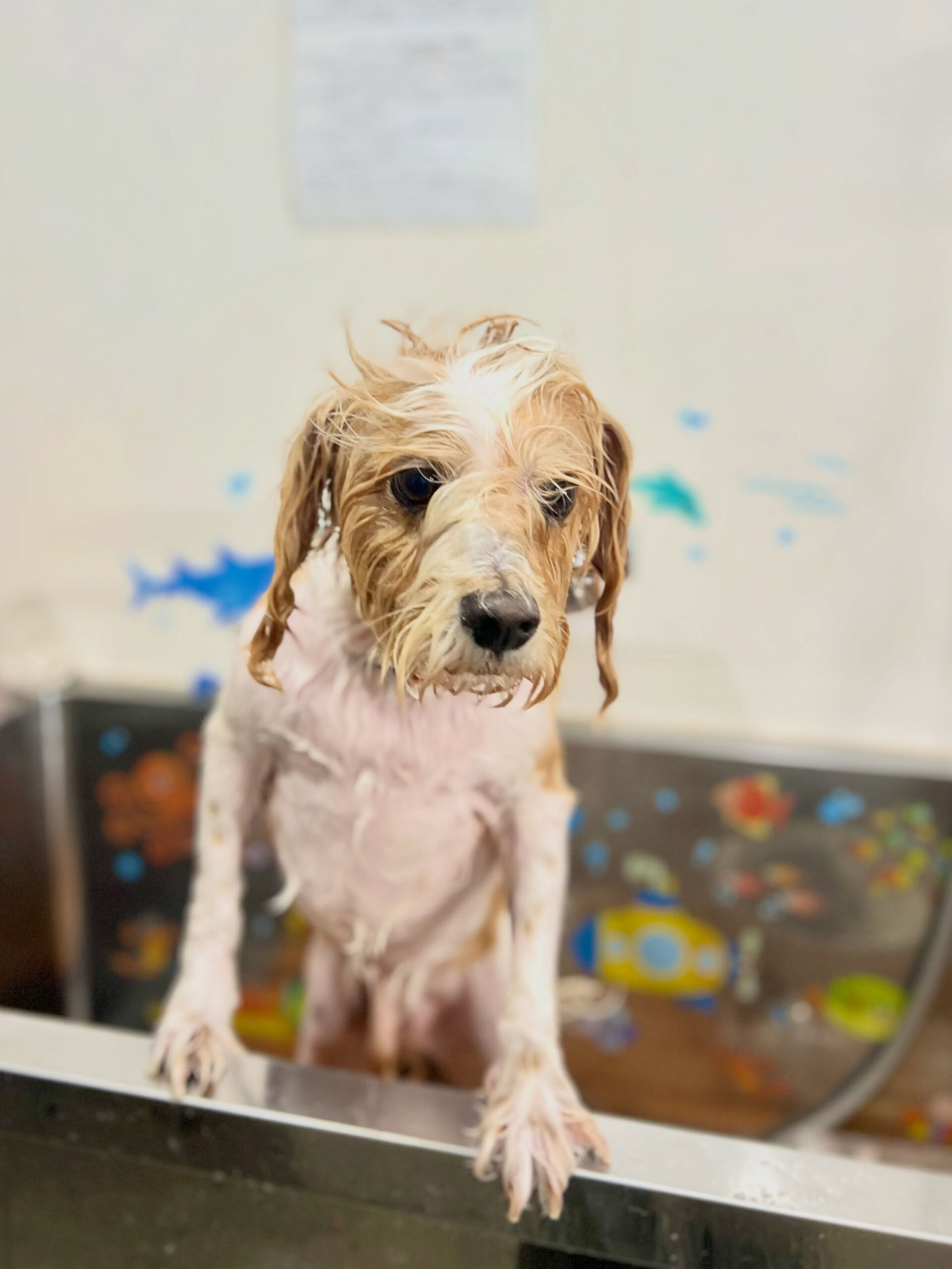 来店いただいた、シュナキャバのたたくんです🐶✨
