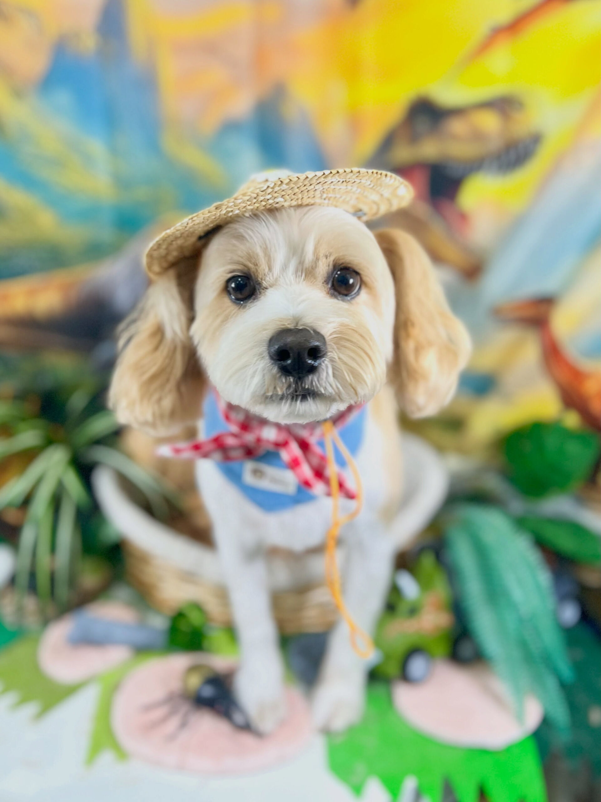 来店いただいた、シュナキャバのたたくんです🐶✨