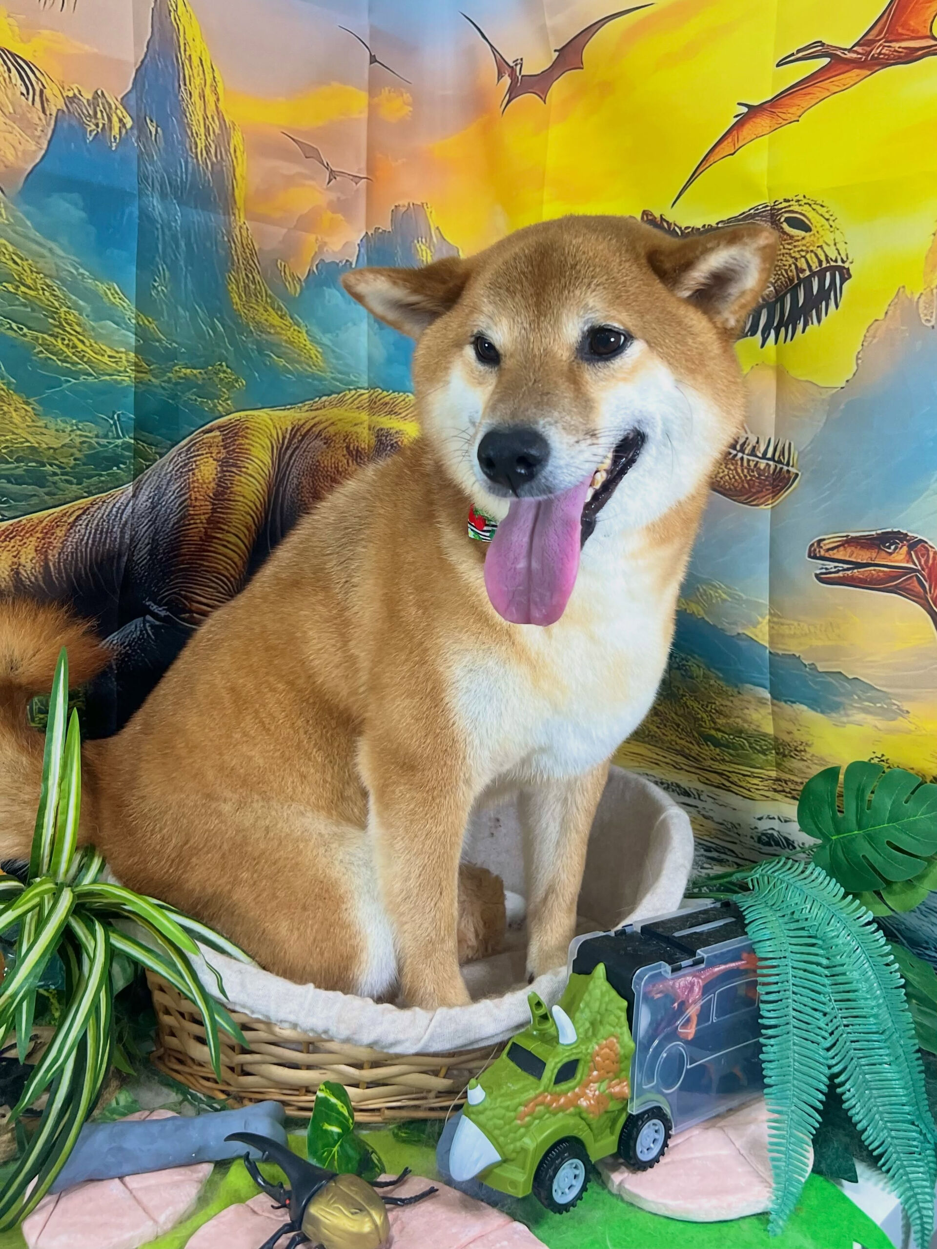 来店いただいた、柴犬の晴くんです🐶✨