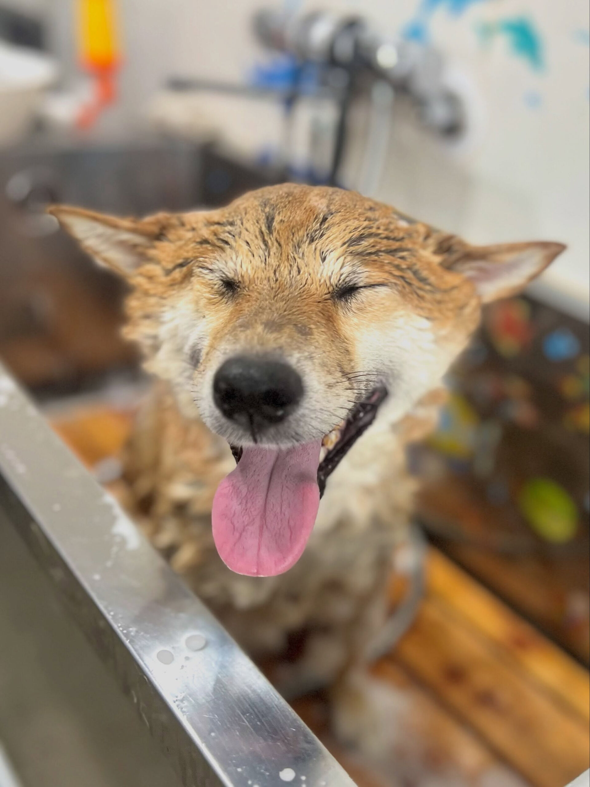 来店いただいた、柴犬の晴くんです🐶✨