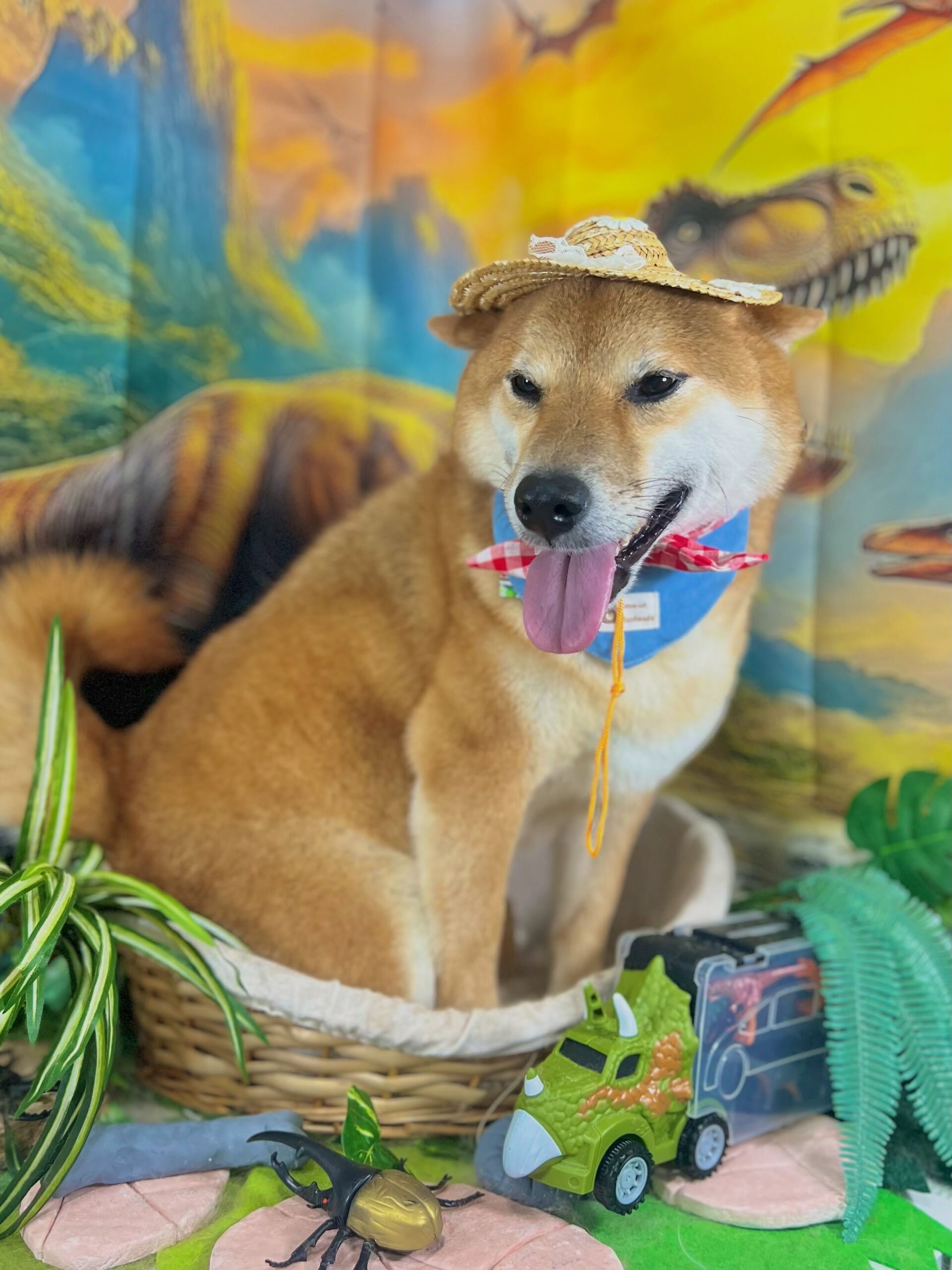 来店いただいた、柴犬の晴くんです🐶✨