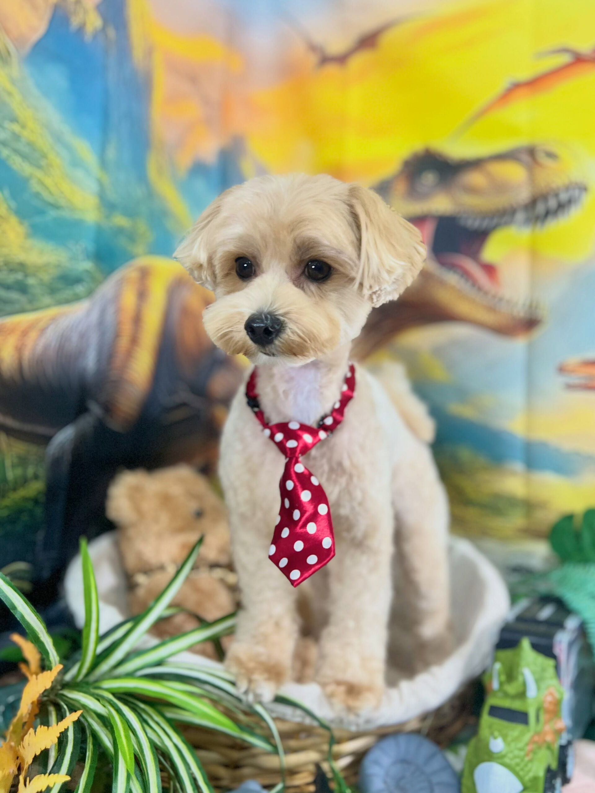 来店いただいた、マルプーのノアちゃんです🐶✨