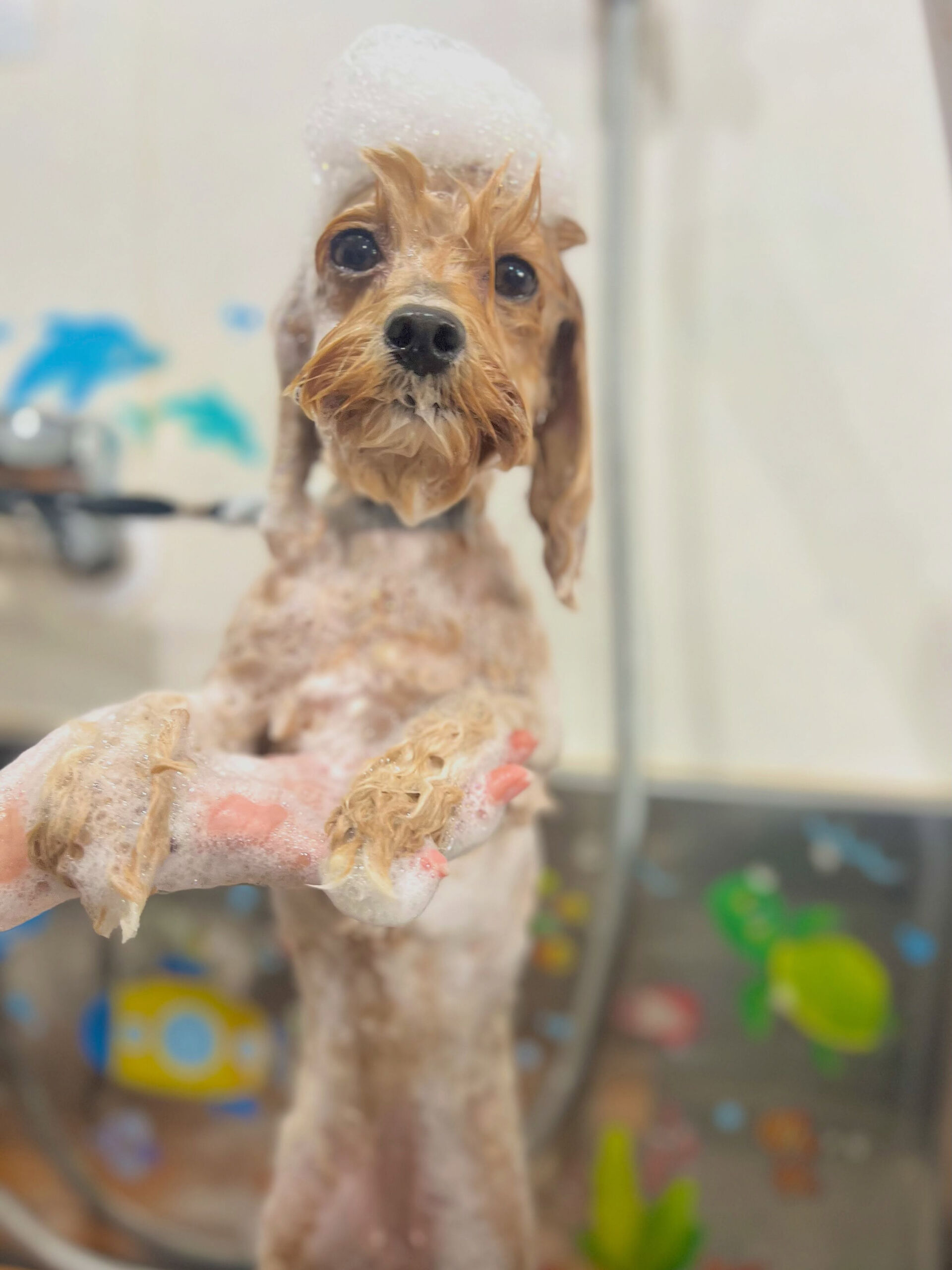 来店いただいた、マルプーのノアちゃんです🐶✨