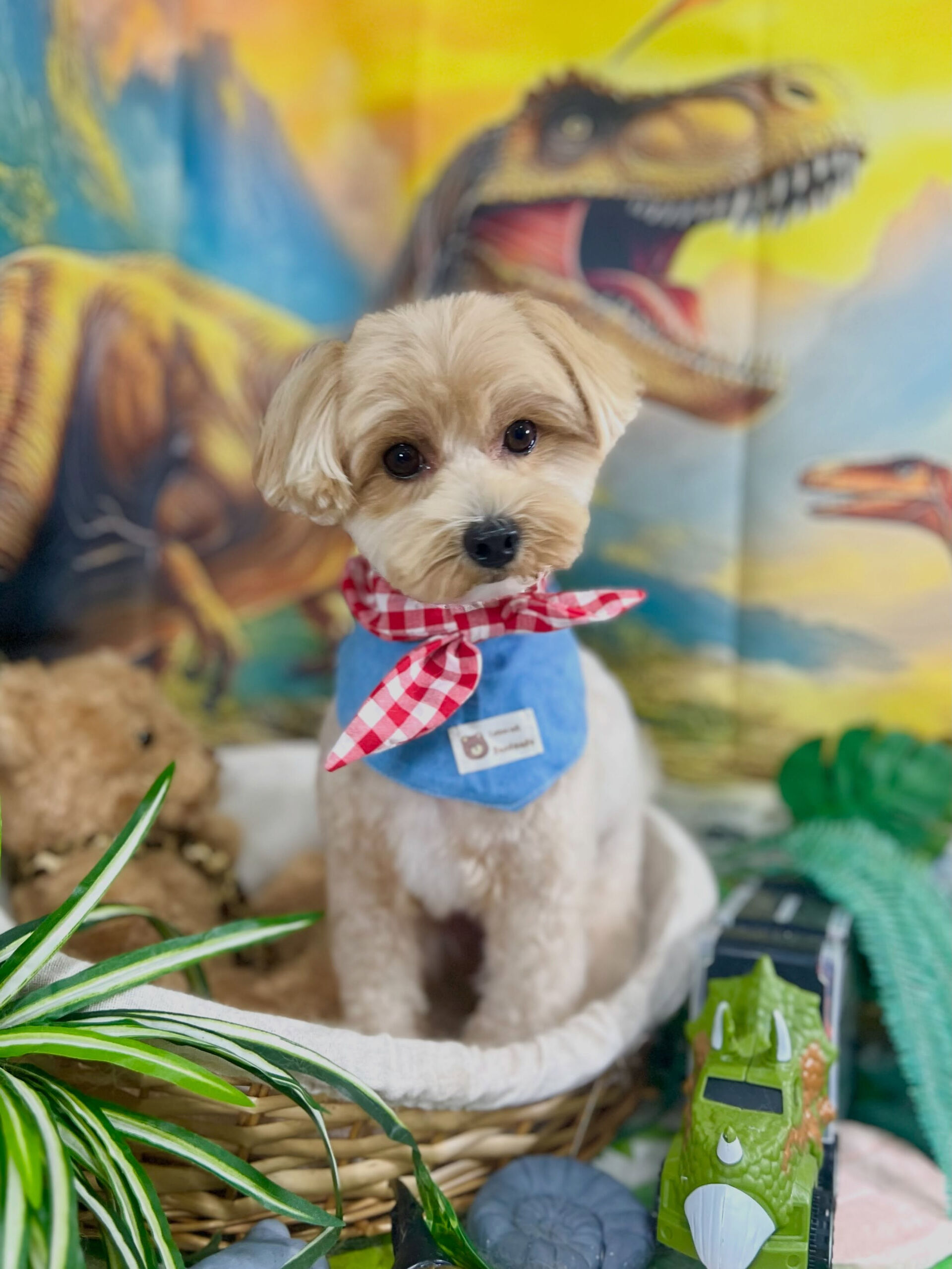 来店いただいた、マルプーのノアちゃんです🐶✨