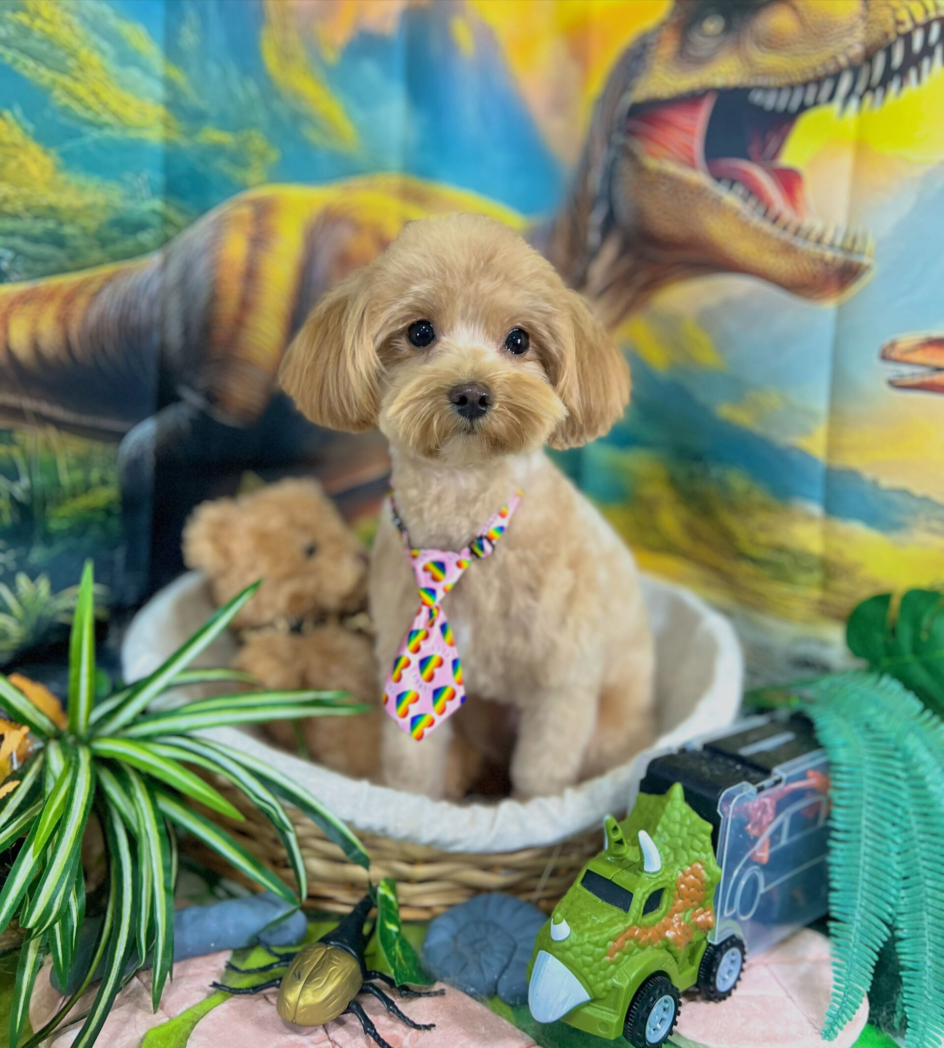 来店いただいた、マルプーのかのんちゃんです🐶✨