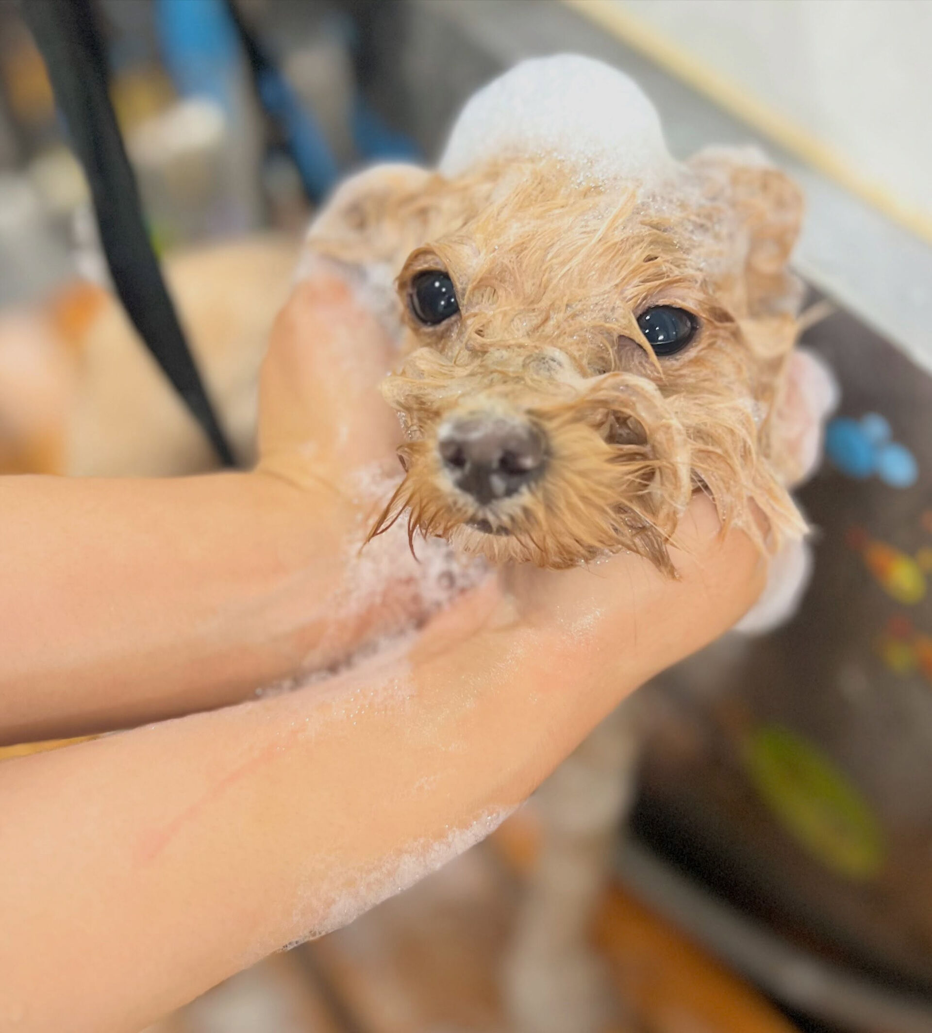 来店いただいた、マルプーのかのんちゃんです🐶✨