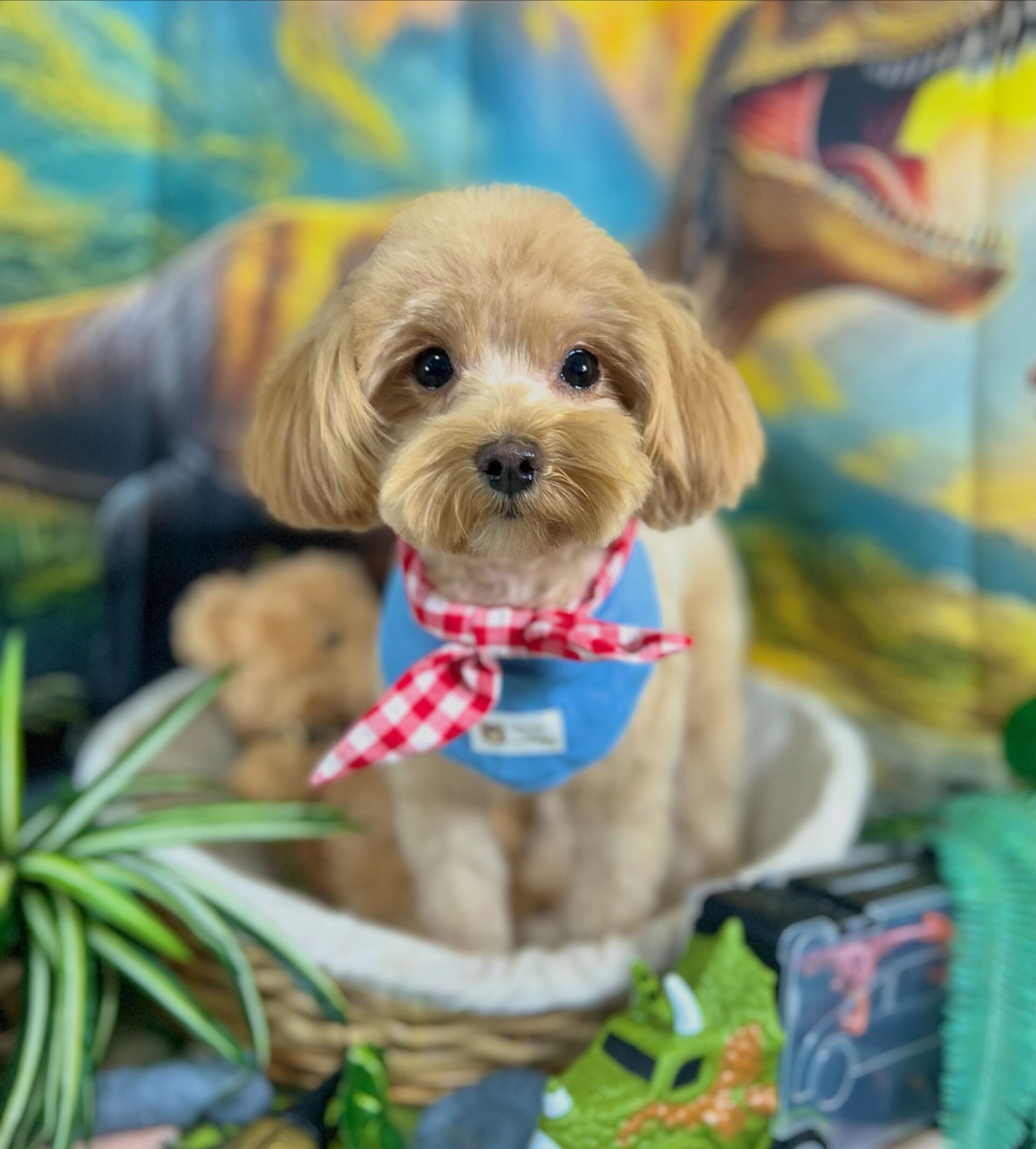 来店いただいた、マルプーのかのんちゃんです🐶✨