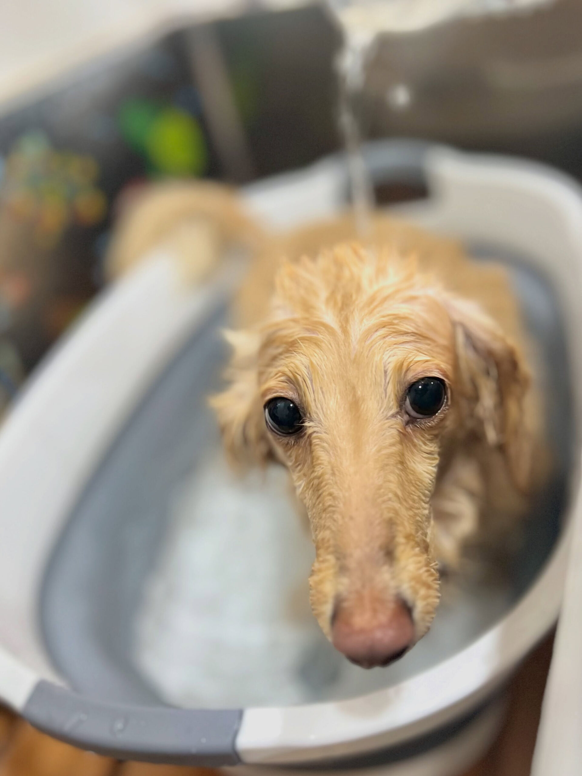 来店いただいた、ダックスのニカちゃんです🐶✨