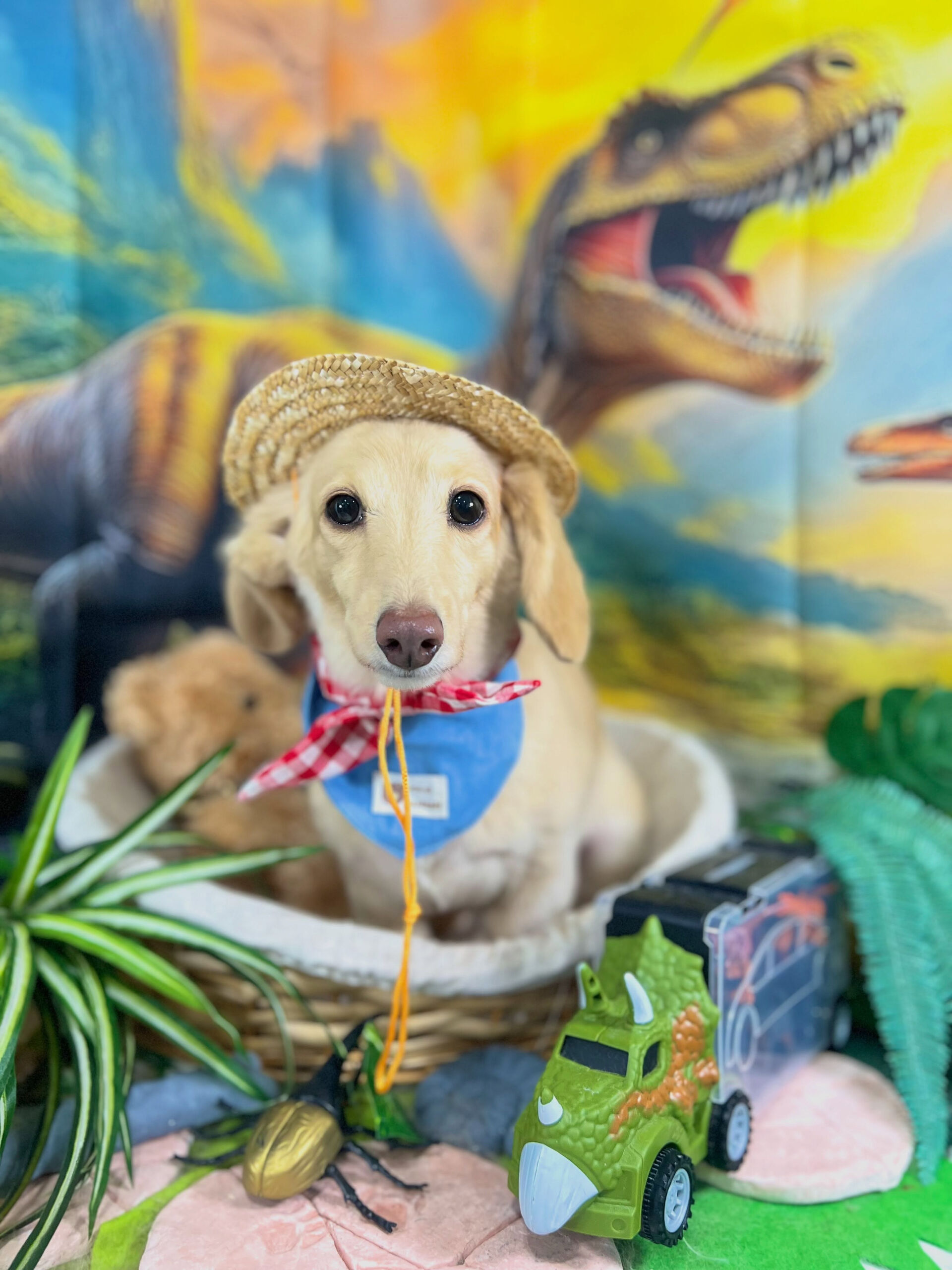 来店いただいた、ダックスのニカちゃんです🐶✨